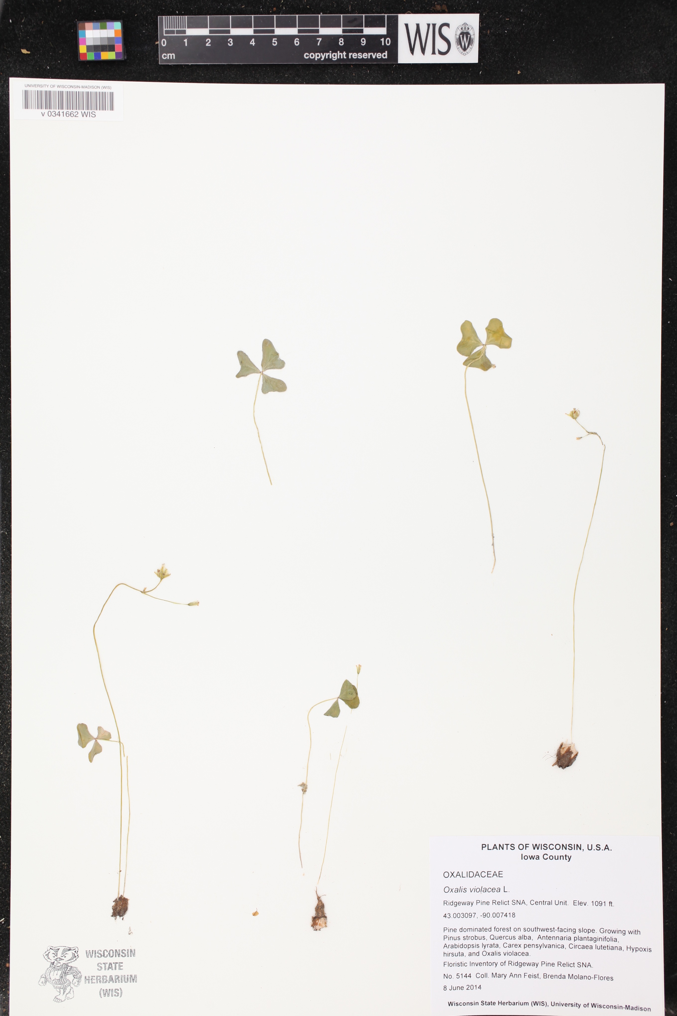 Oxalis violacea image