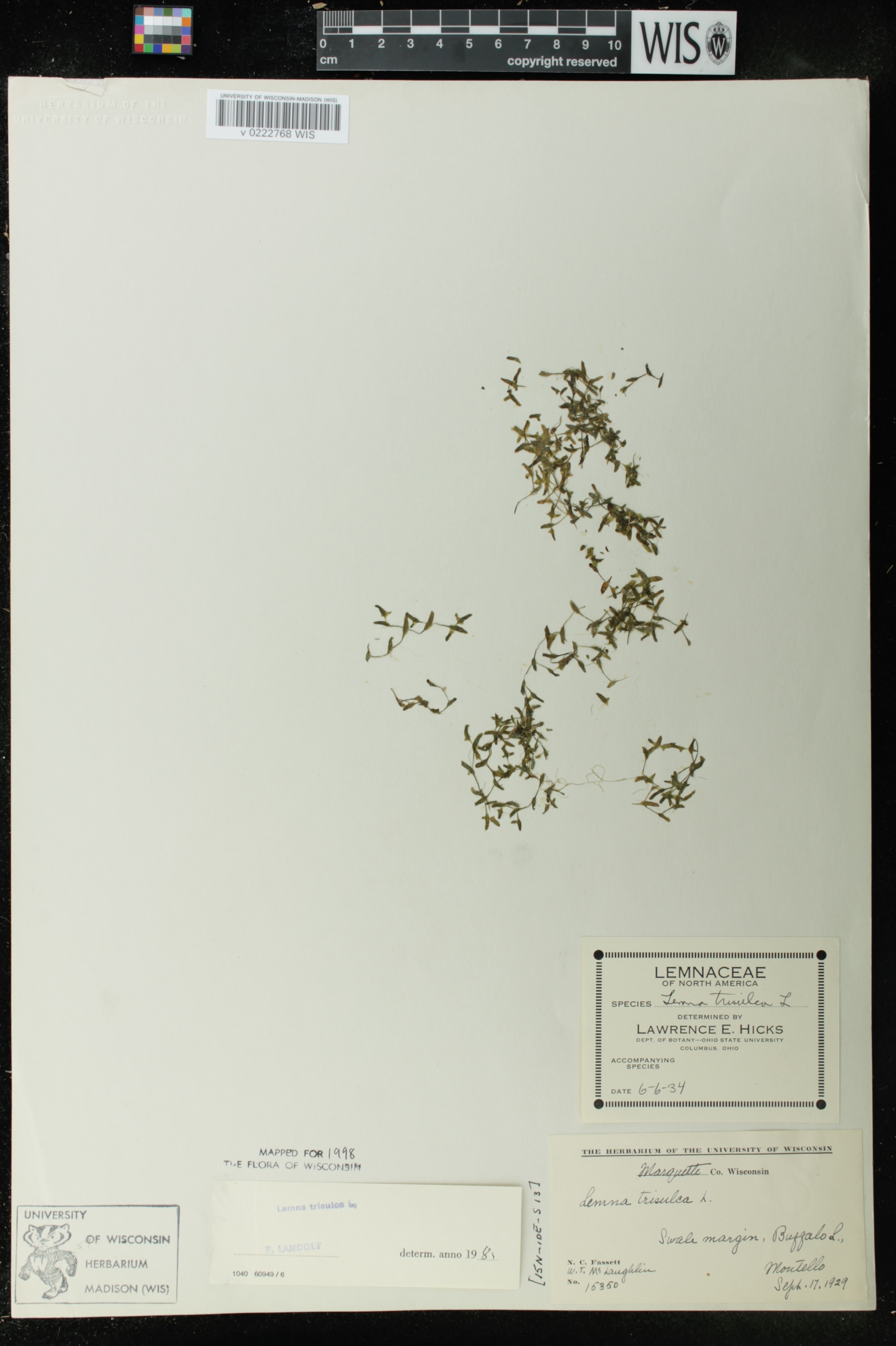 Lemna trisulca image