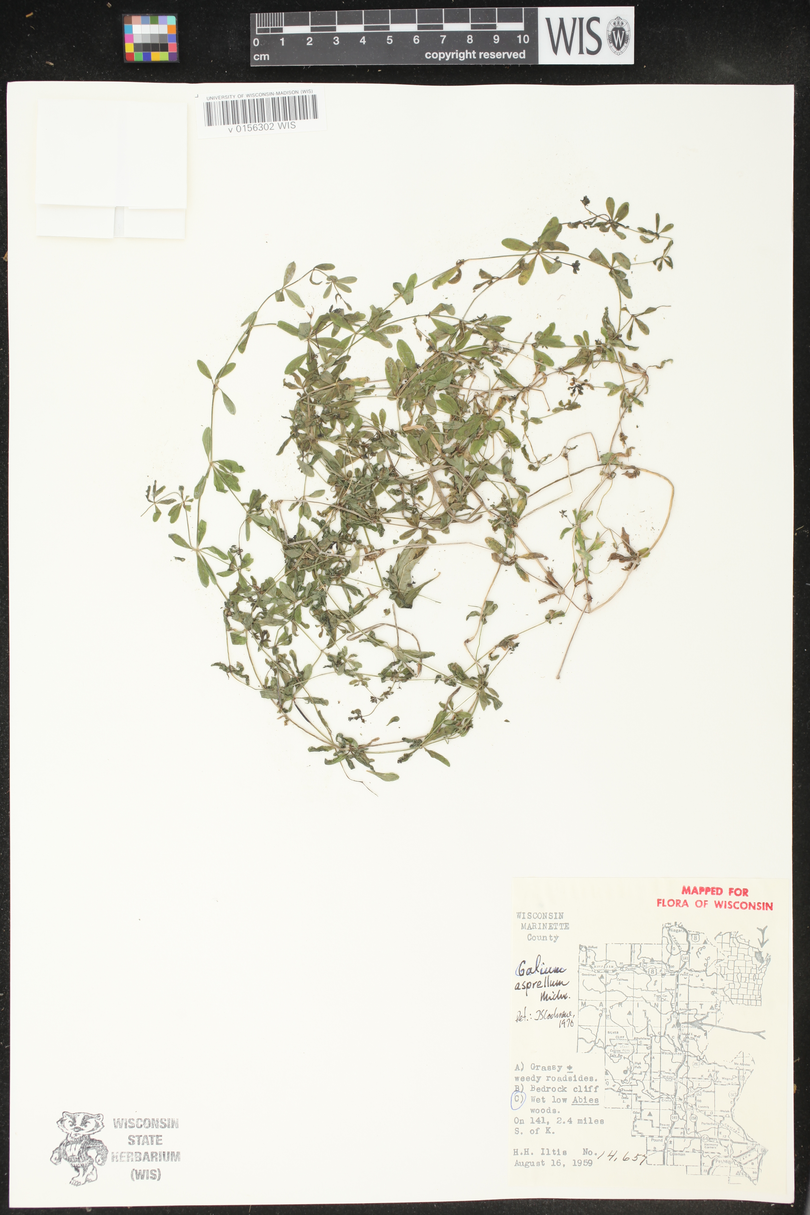 Galium asprellum image