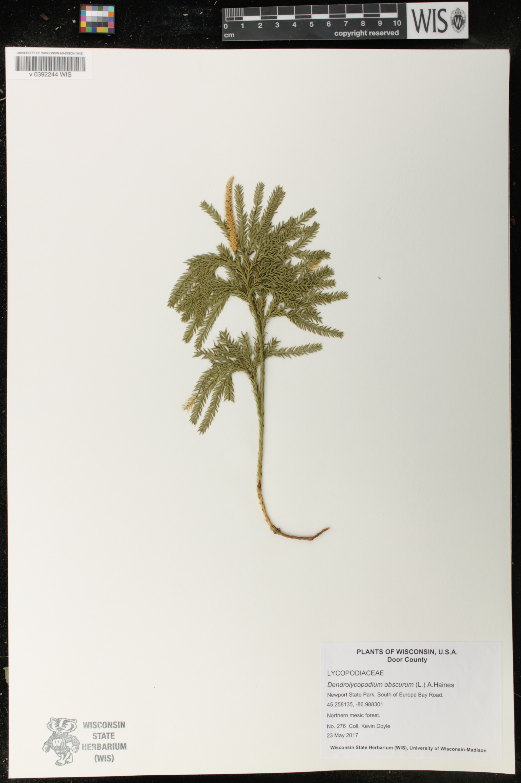 Dendrolycopodium obscurum image