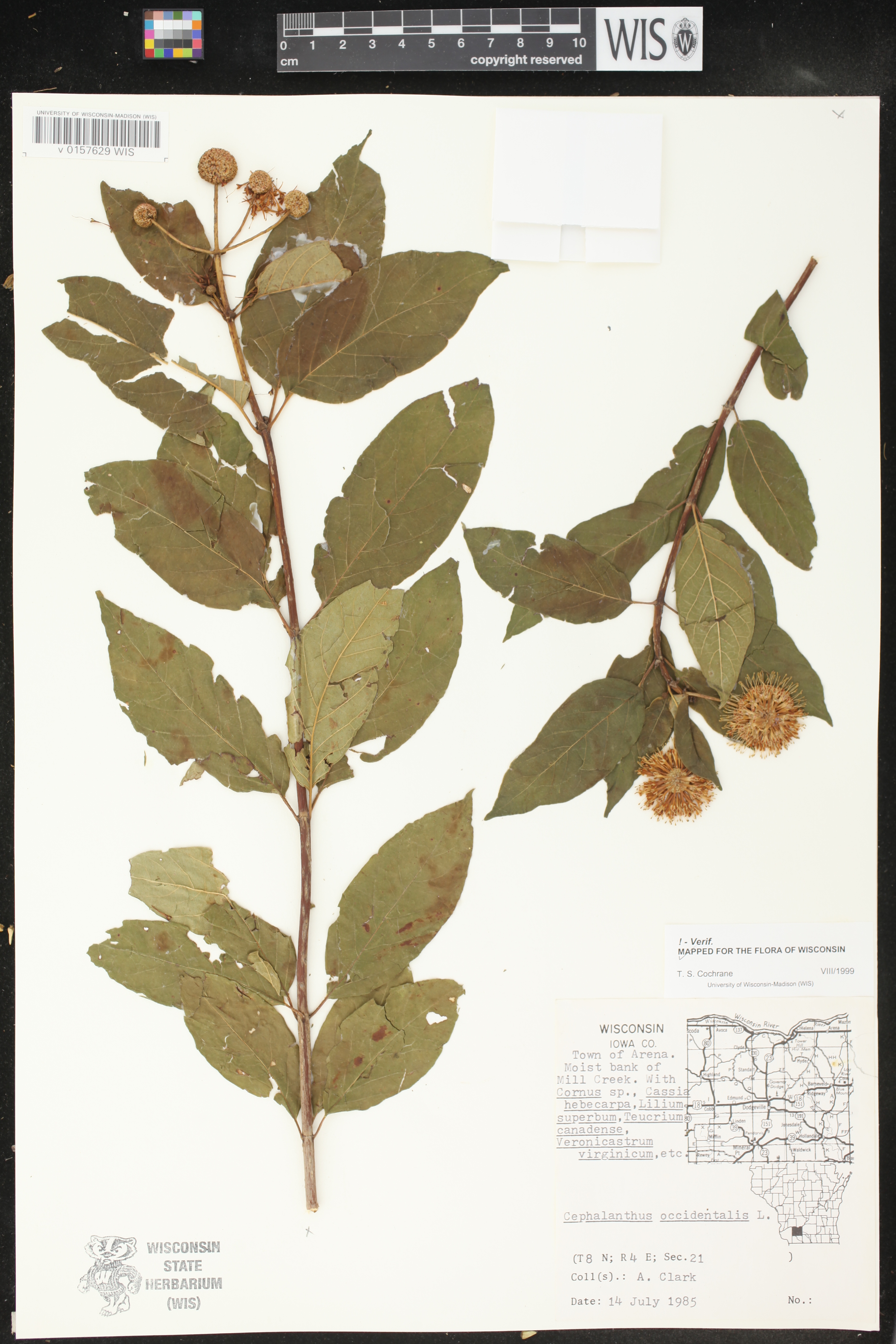 Cephalanthus occidentalis image