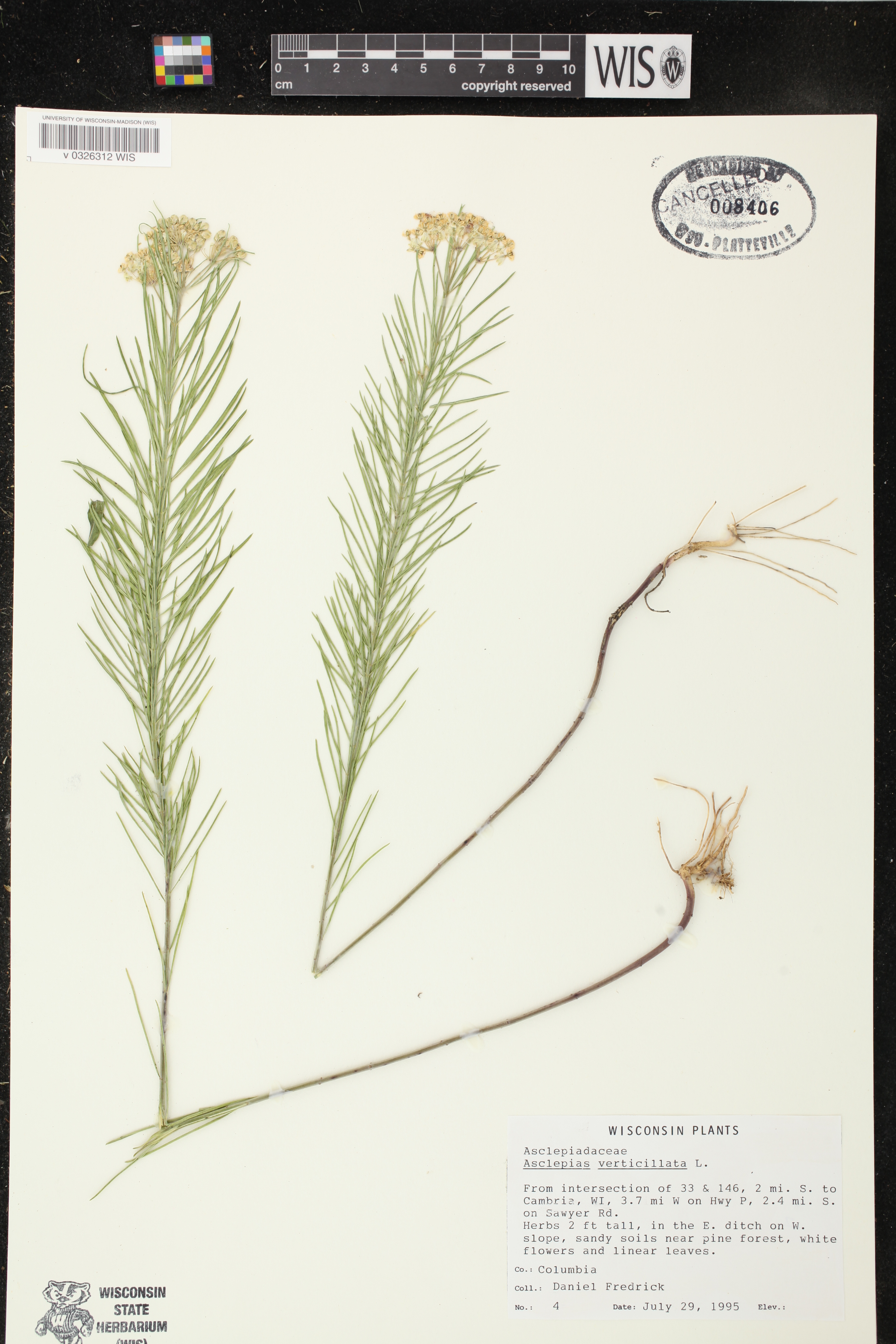 Asclepias verticillata image