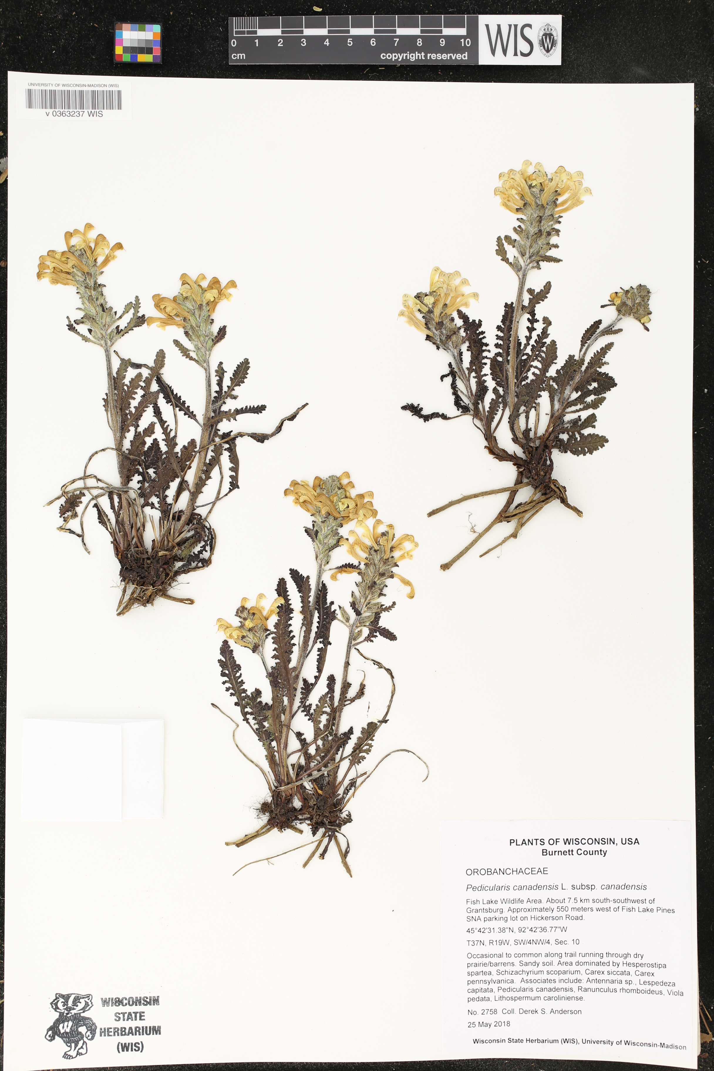 Pedicularis canadensis subsp. canadensis image
