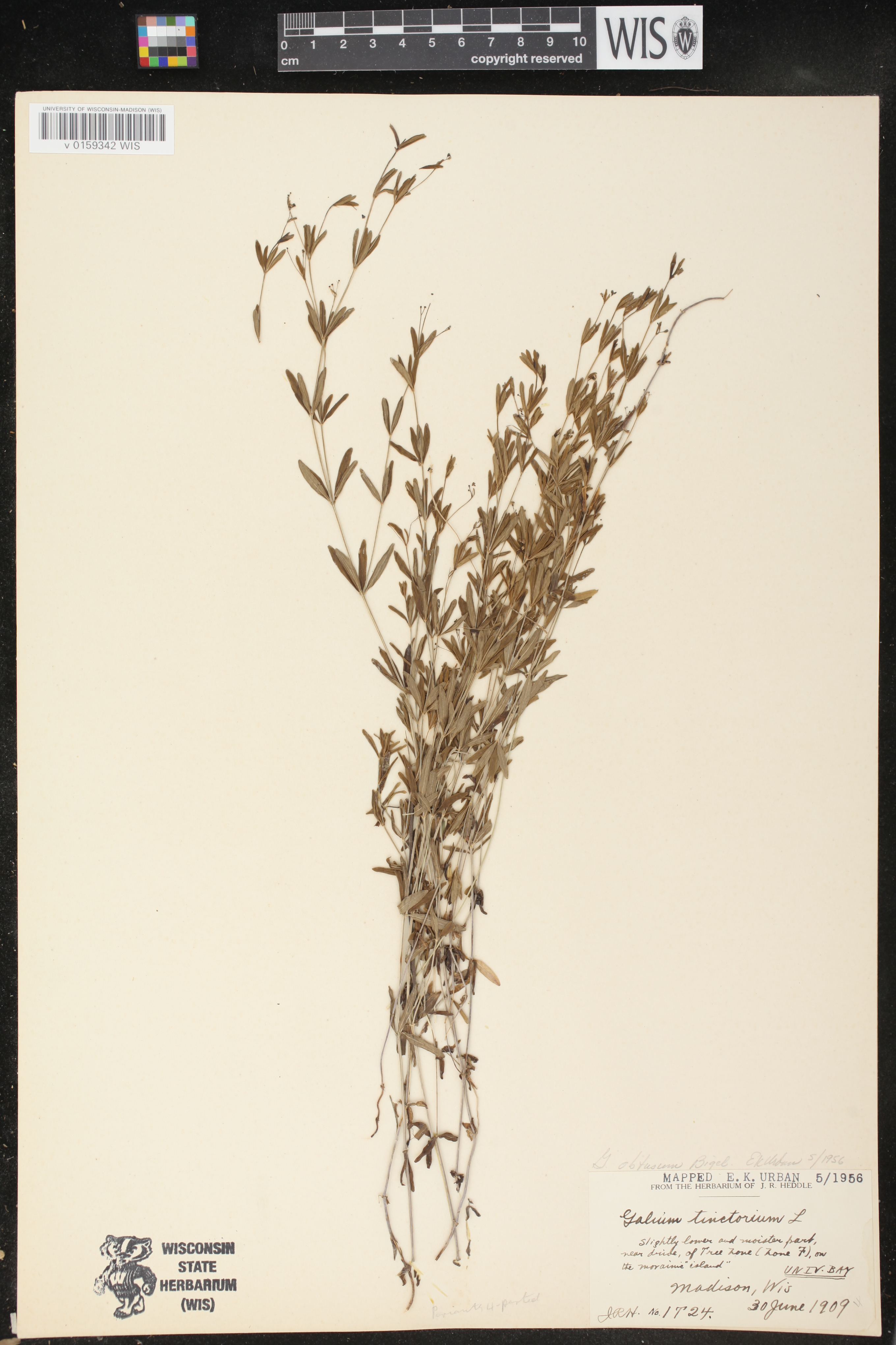 Galium obtusum subsp. obtusum image