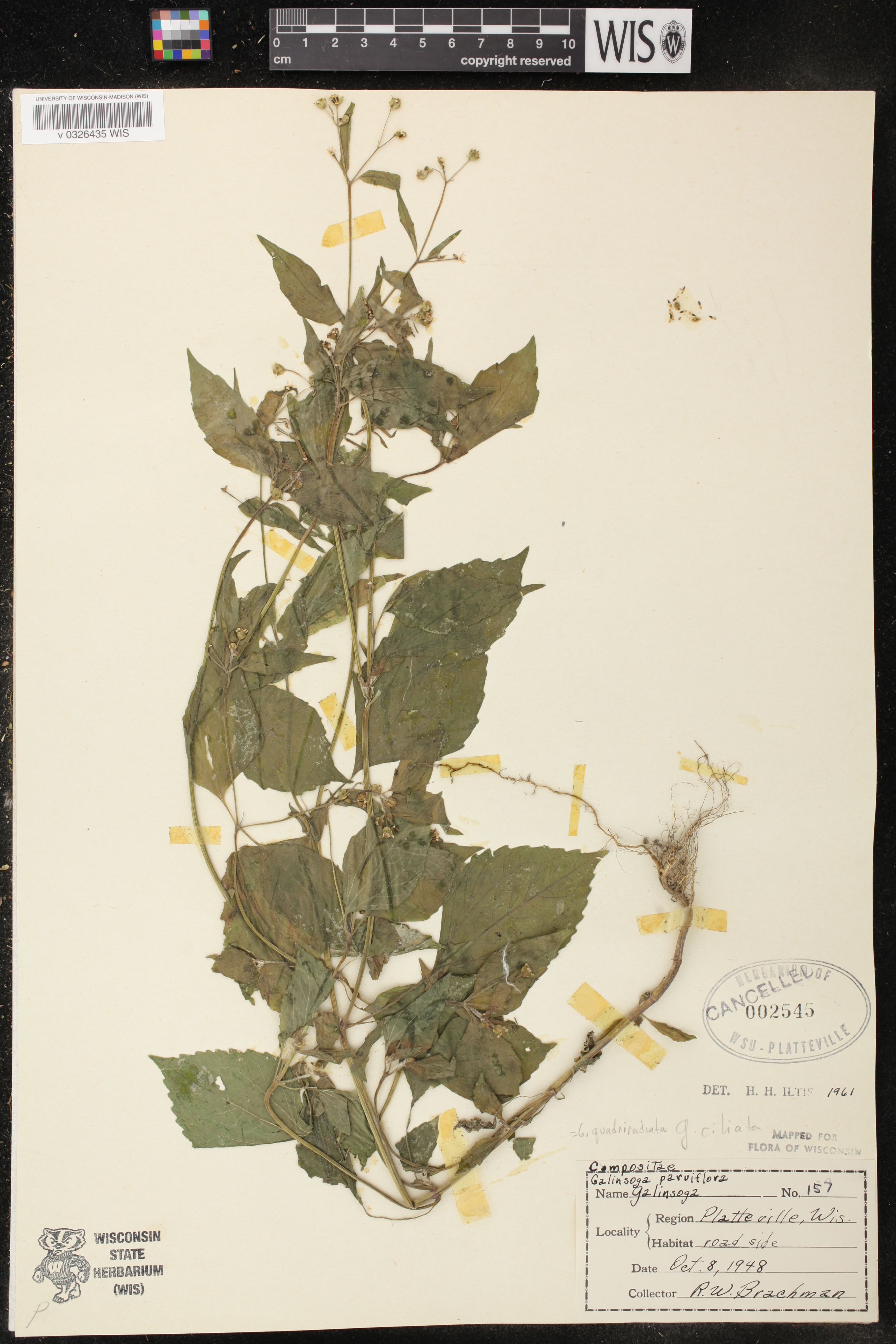Galinsoga quadriradiata image