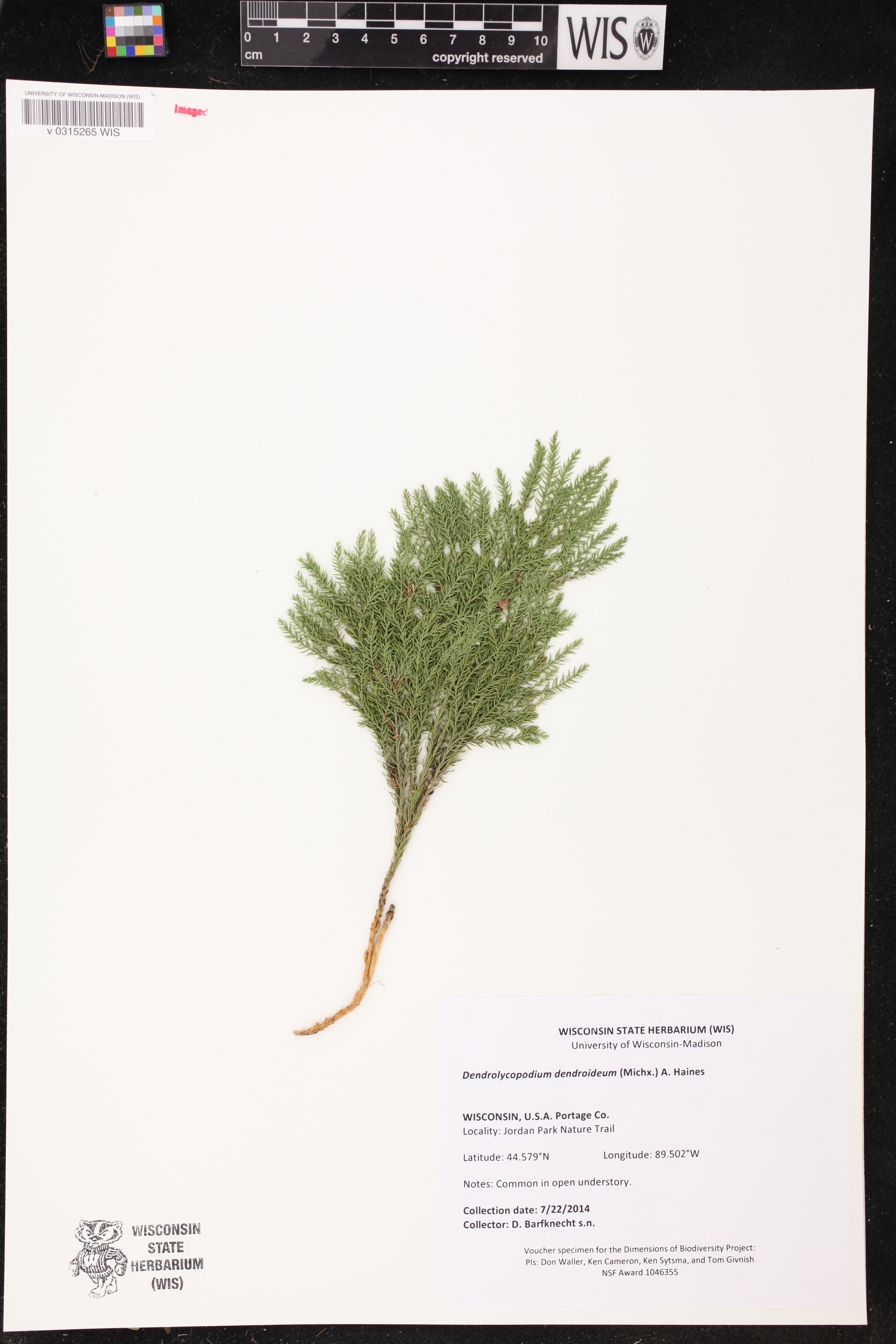 Dendrolycopodium dendroideum image