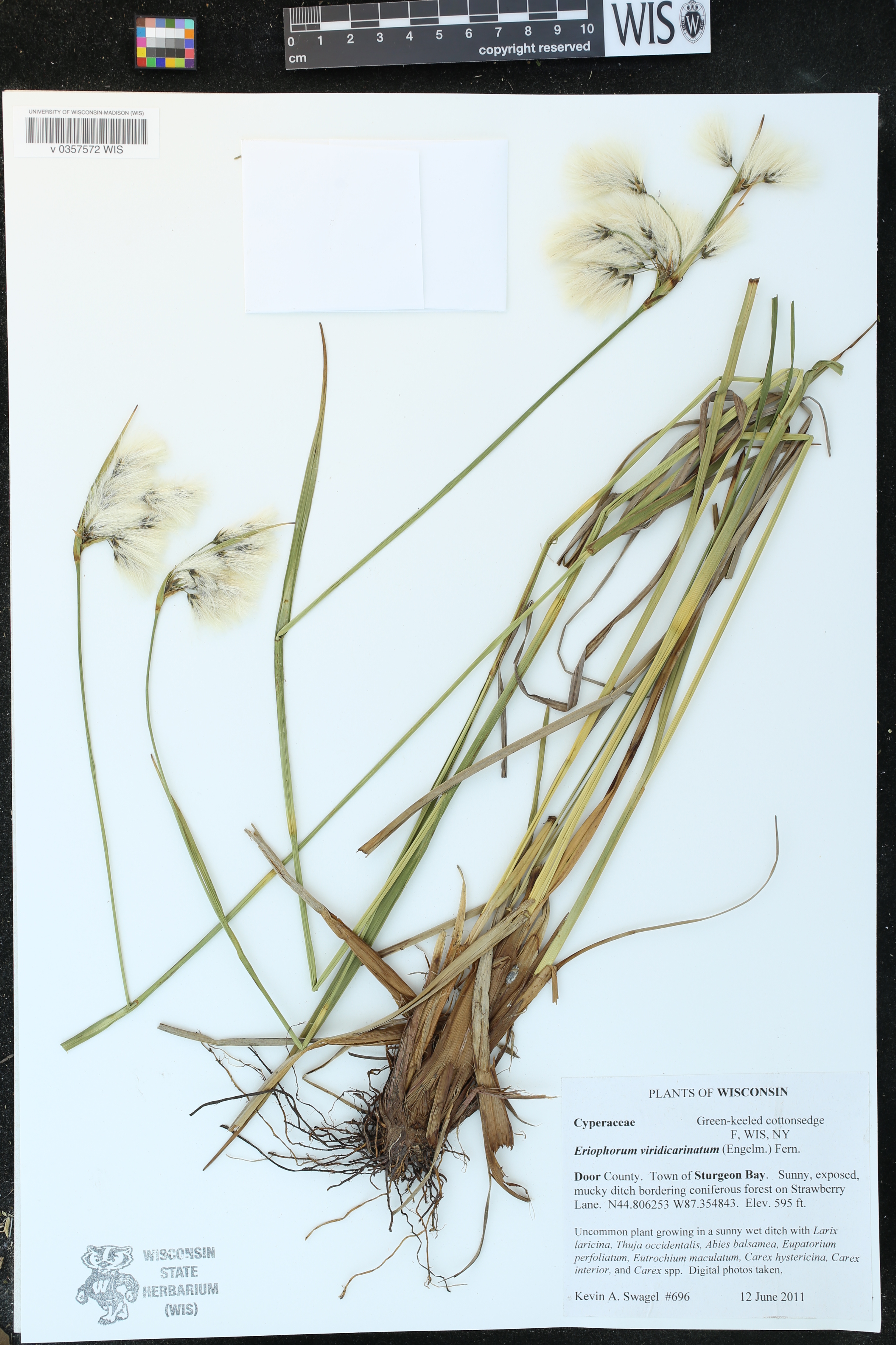 Eriophorum viridicarinatum image