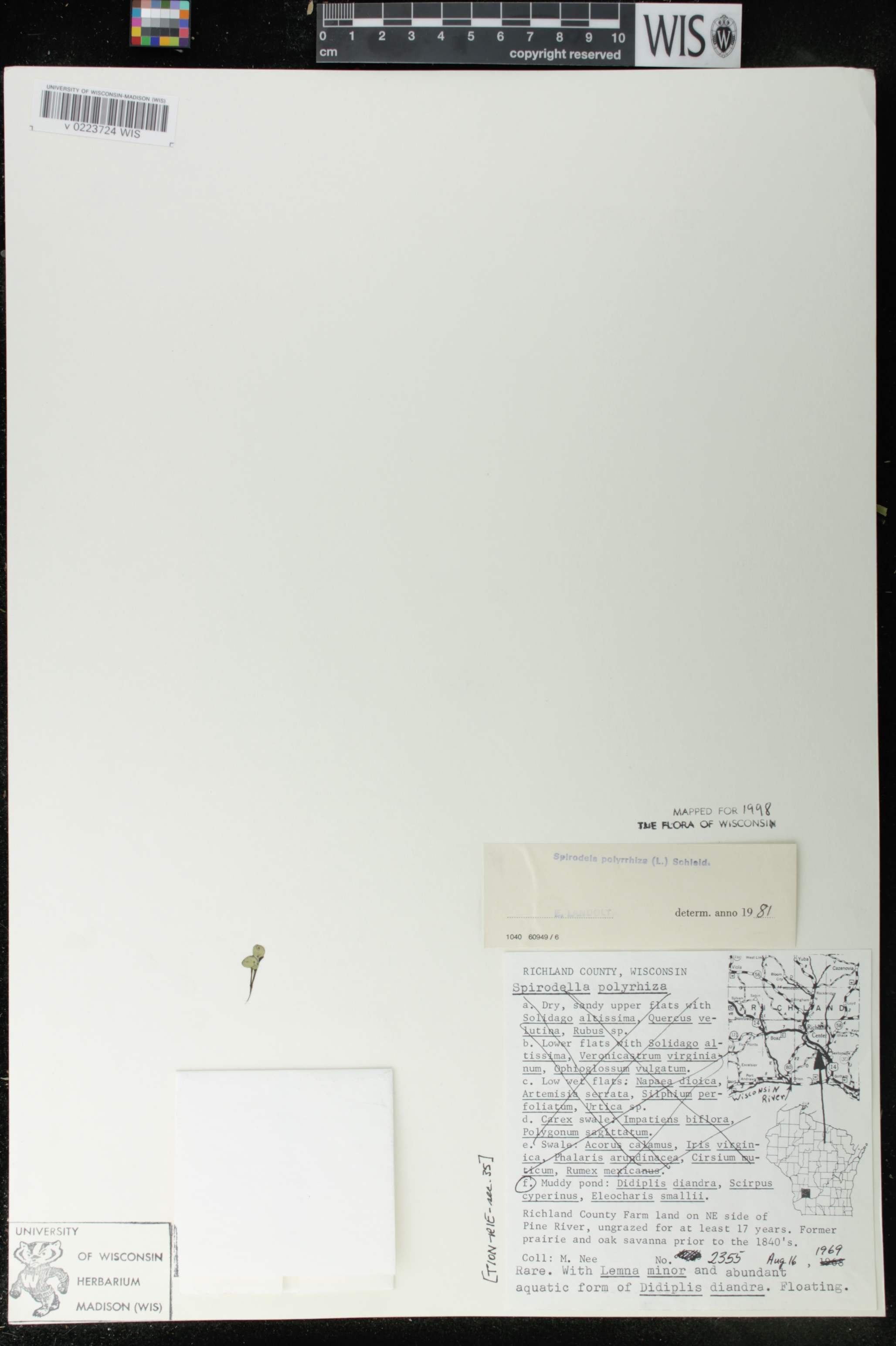 Spirodela polyrrhiza image