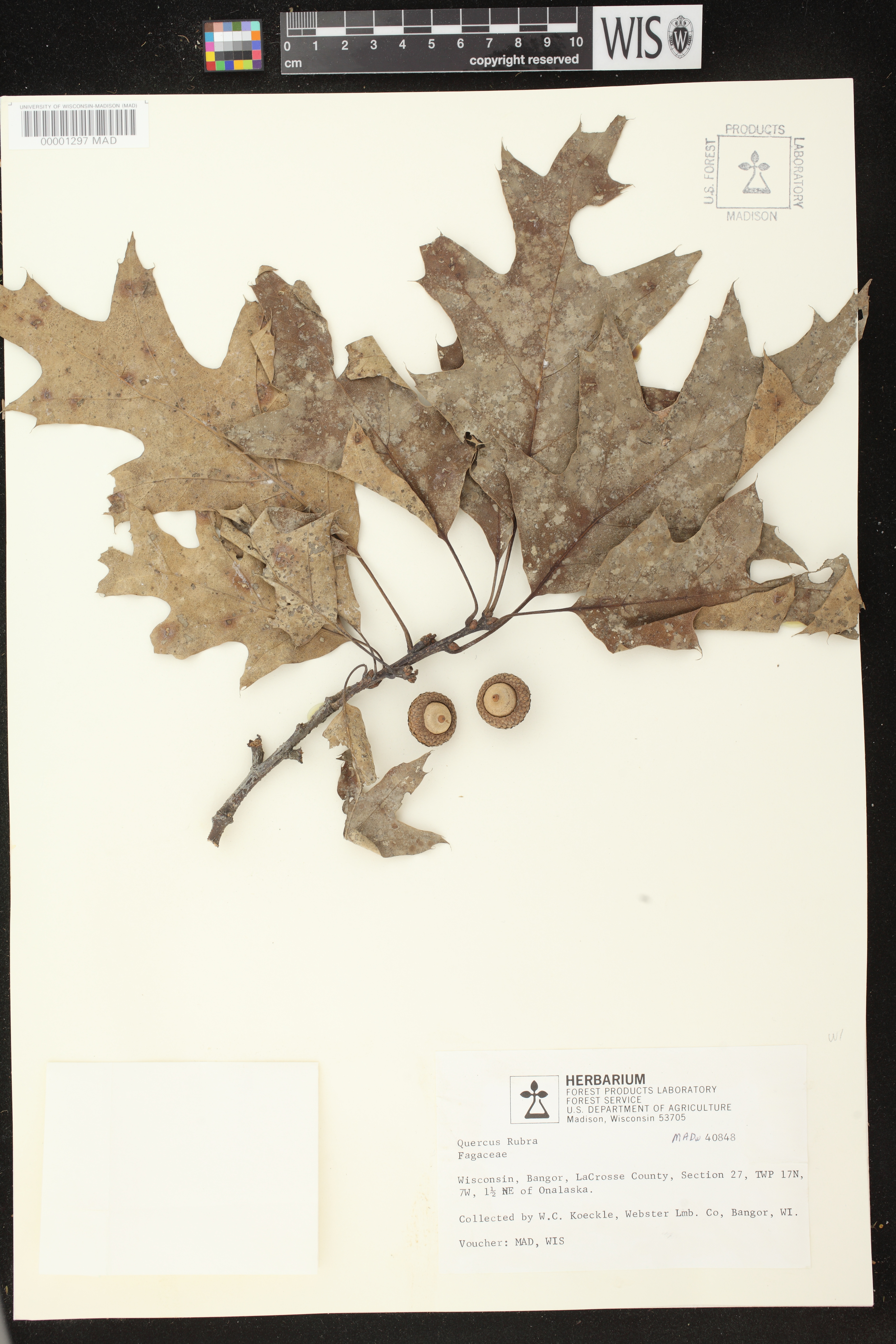 Quercus rubra image
