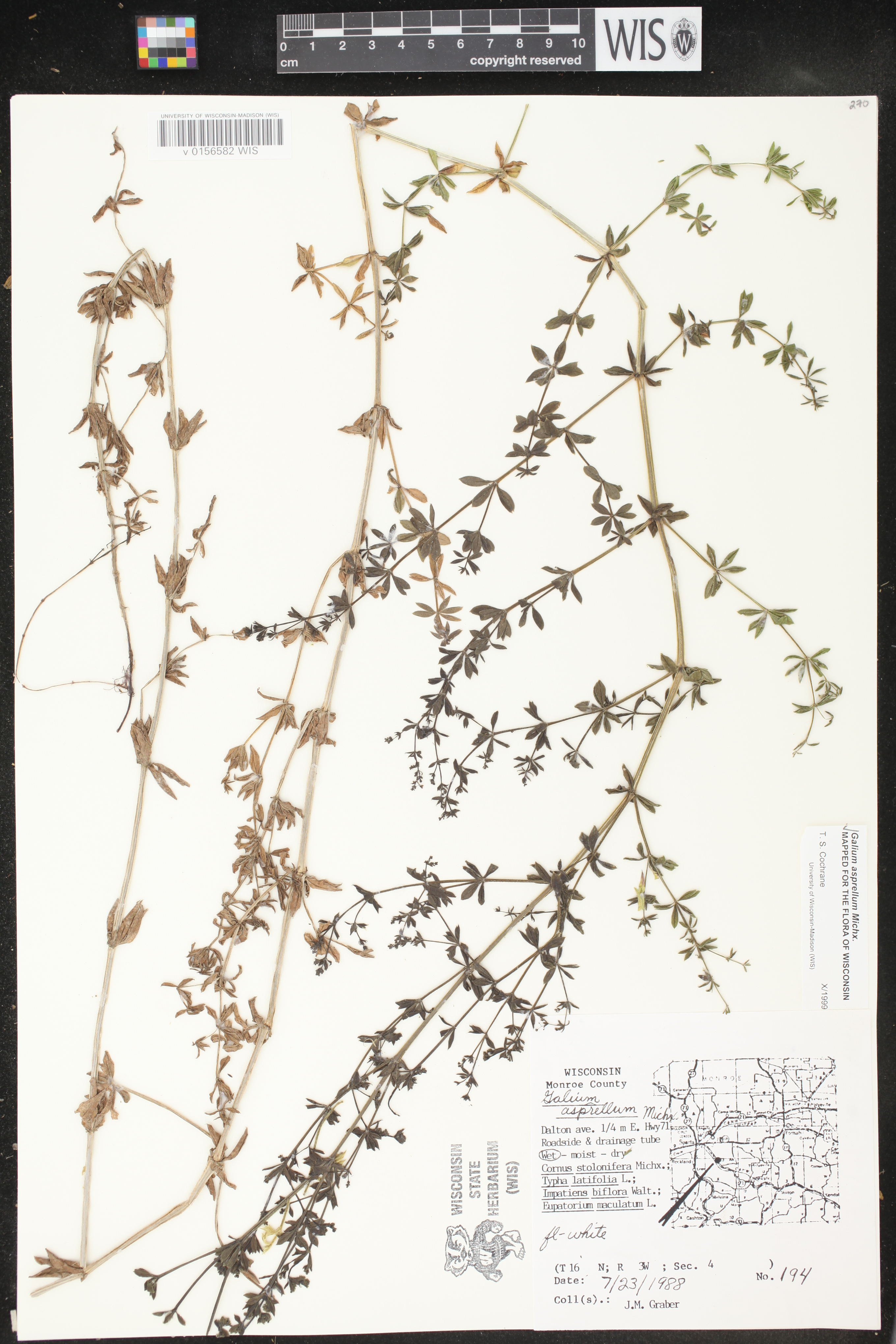 Galium asprellum image