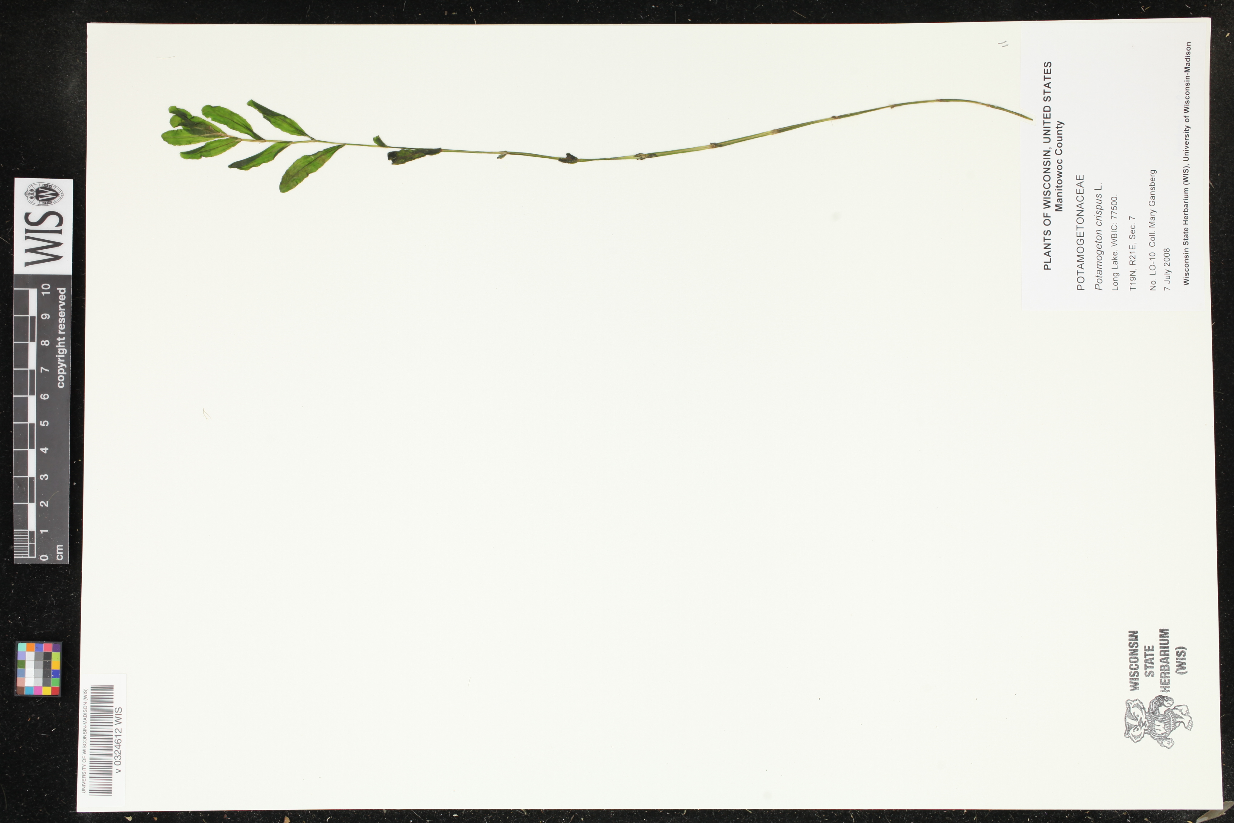 Potamogeton crispus image