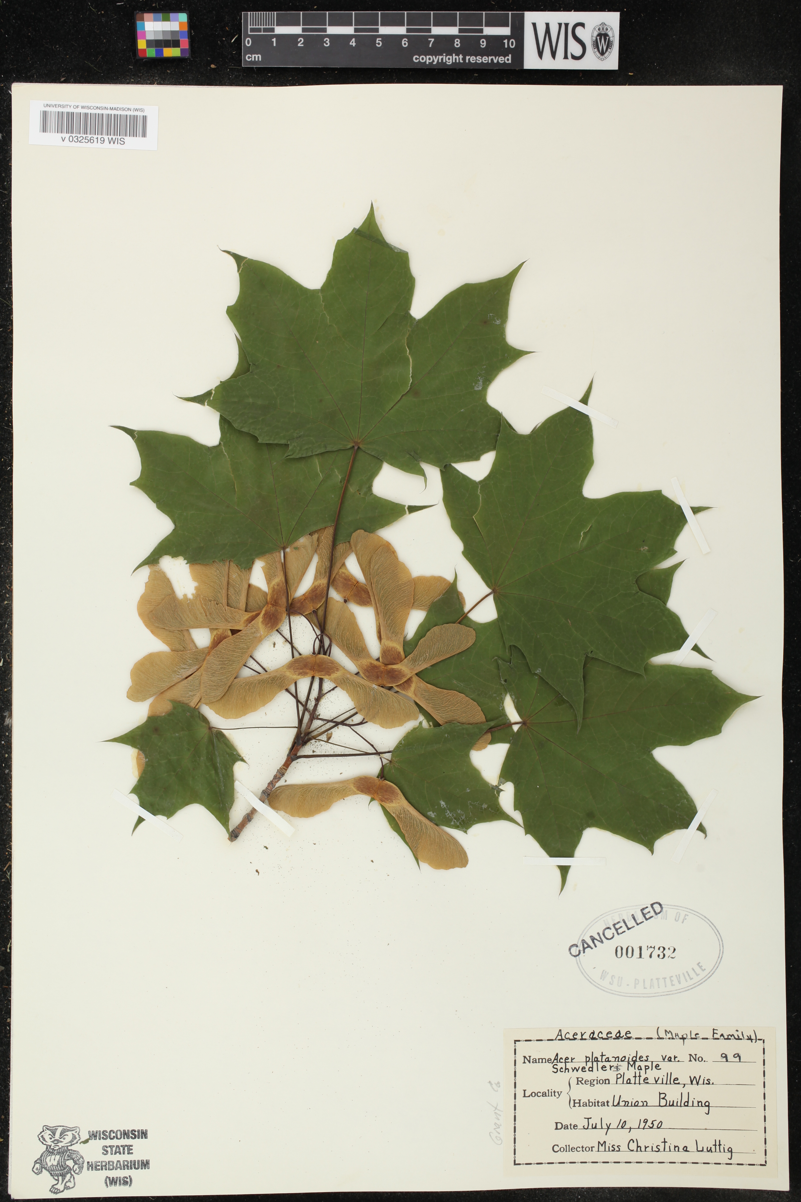 Acer platanoides image