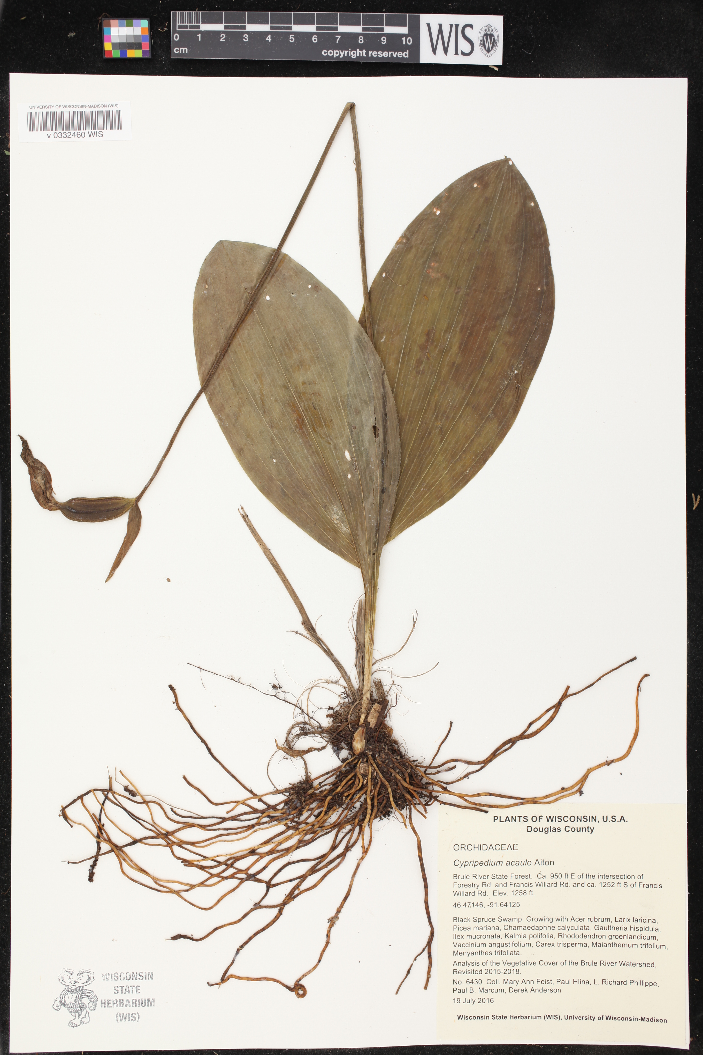 Cypripedium acaule image