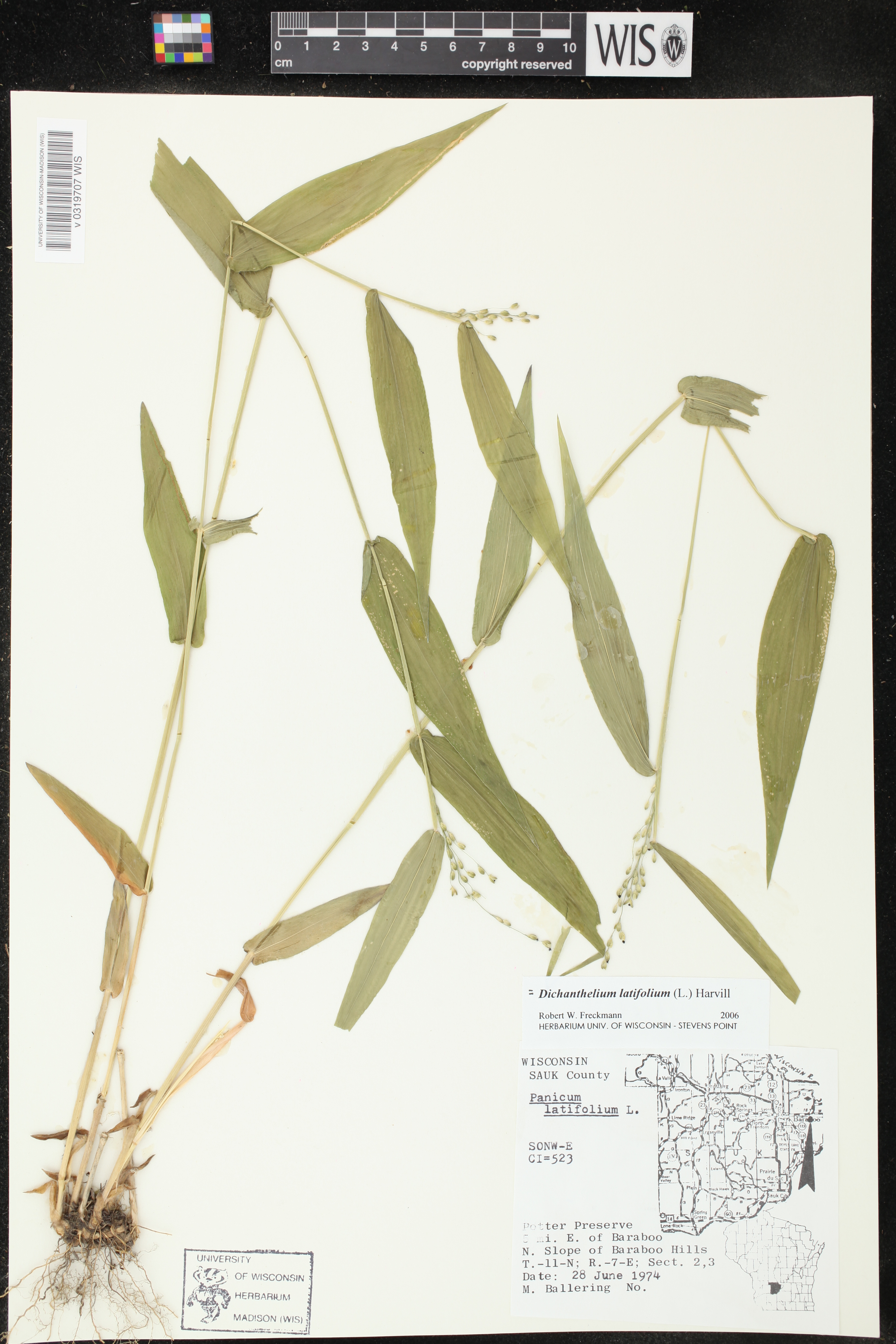 Dichanthelium latifolium image