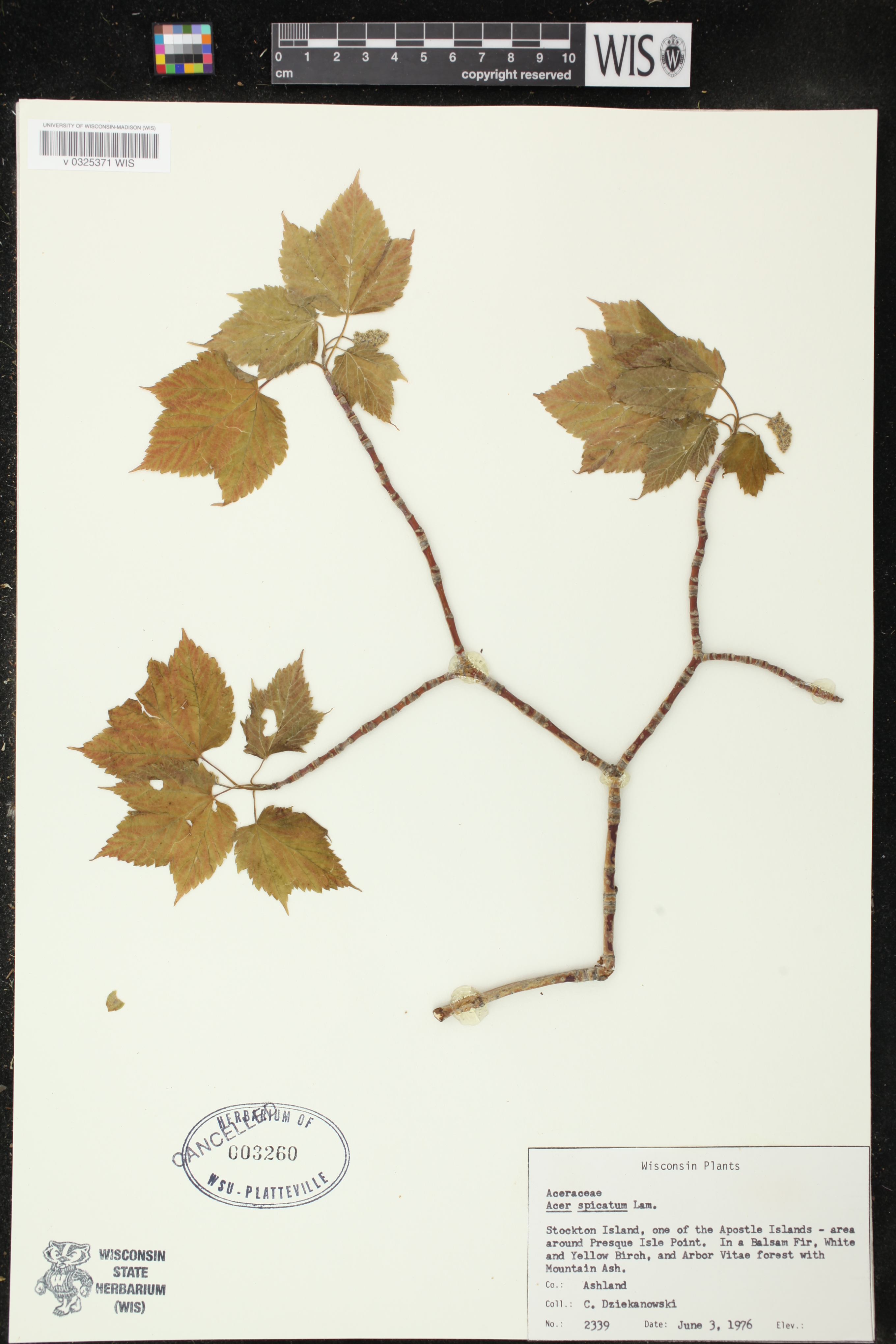 Acer spicatum image
