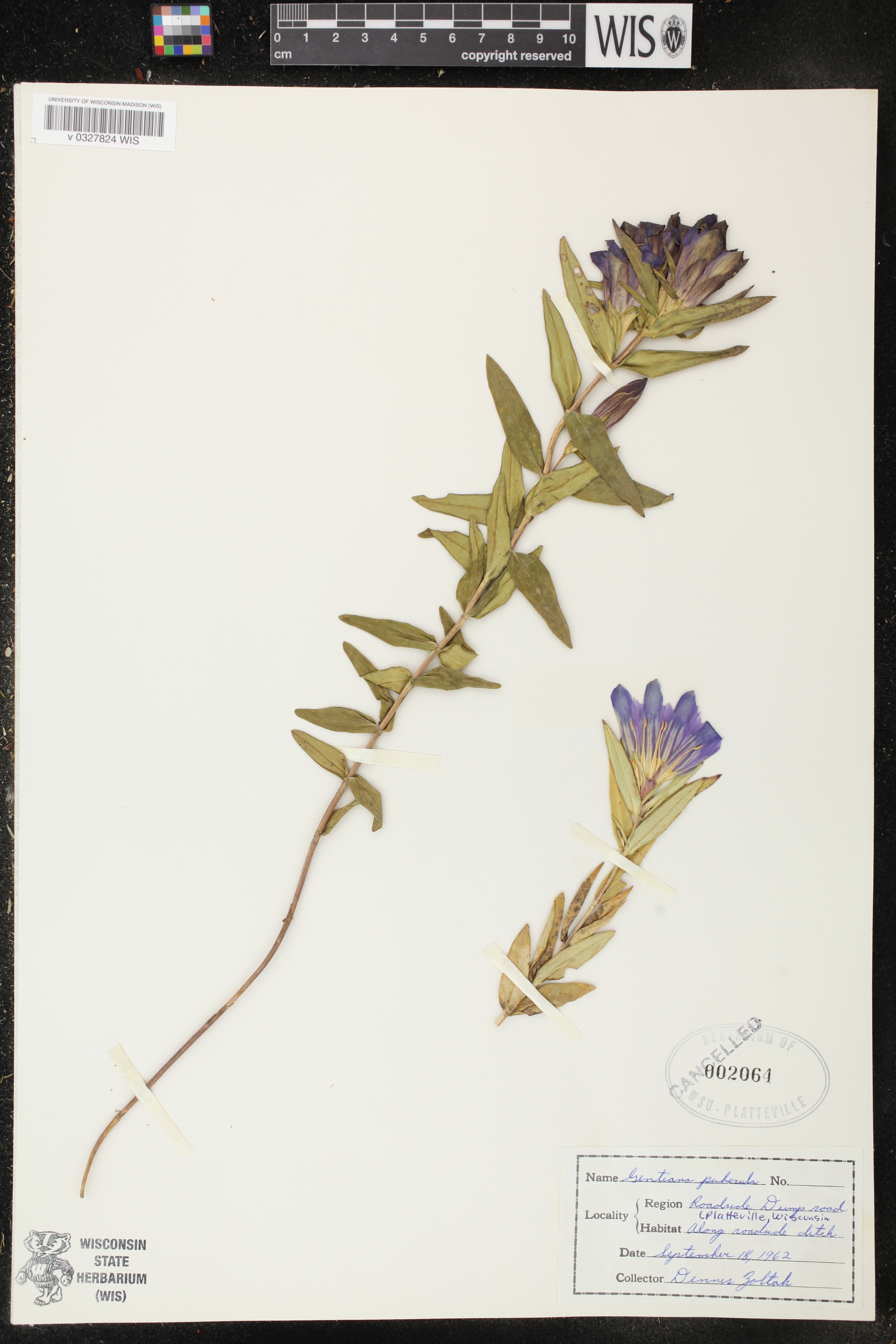 Gentiana puberulenta image