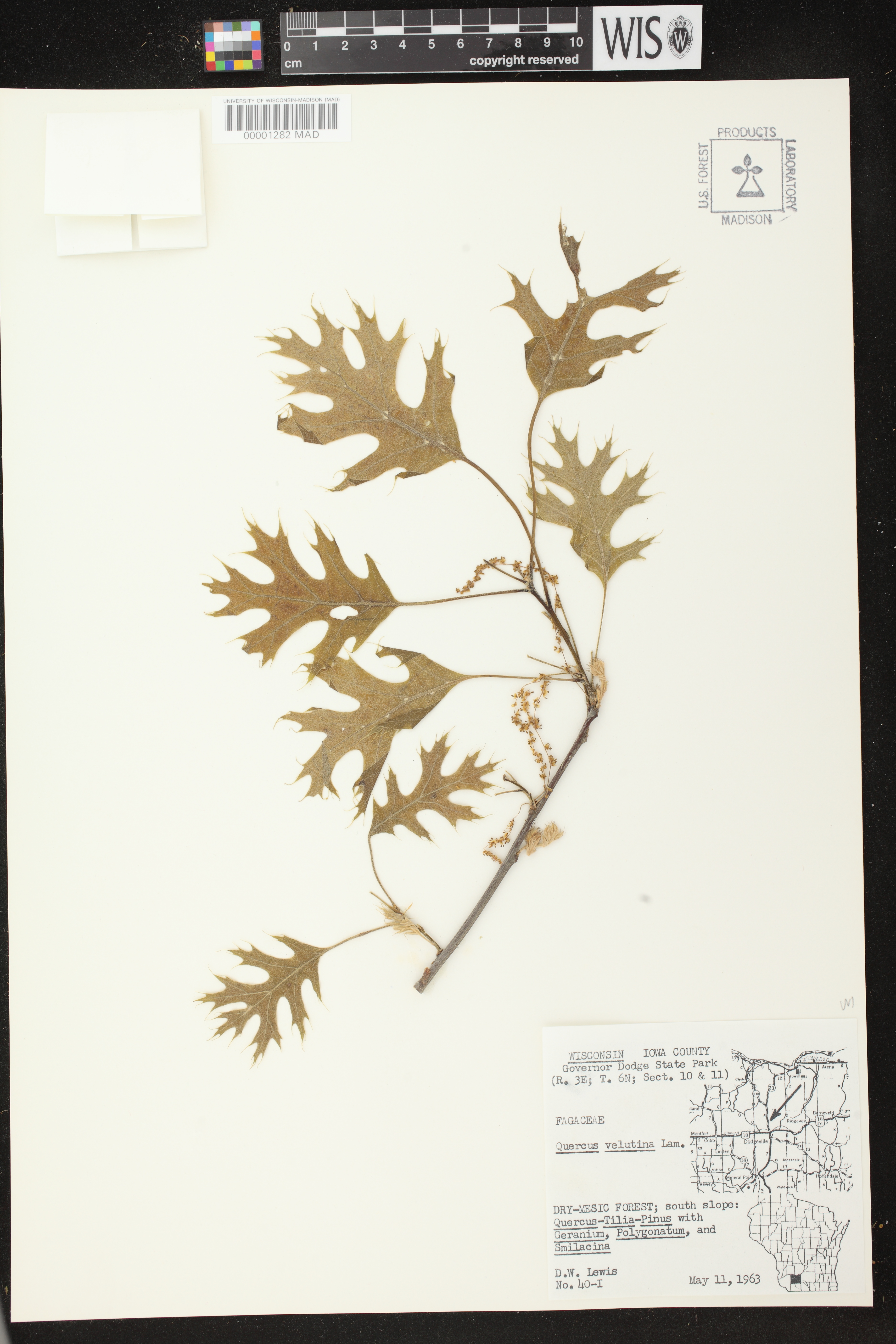 Quercus velutina image