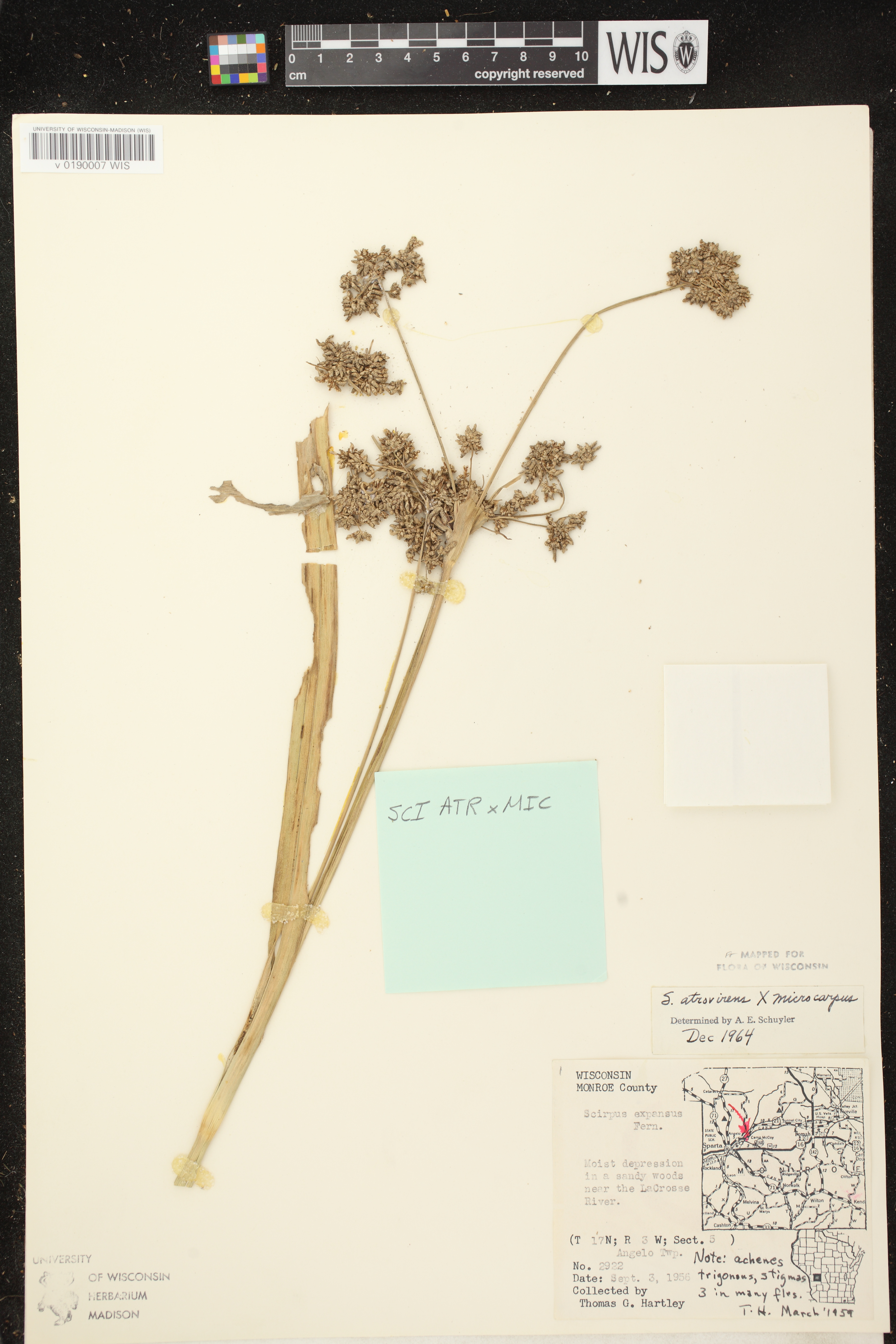 Image of Scirpus atrovirens x s. microcarpus