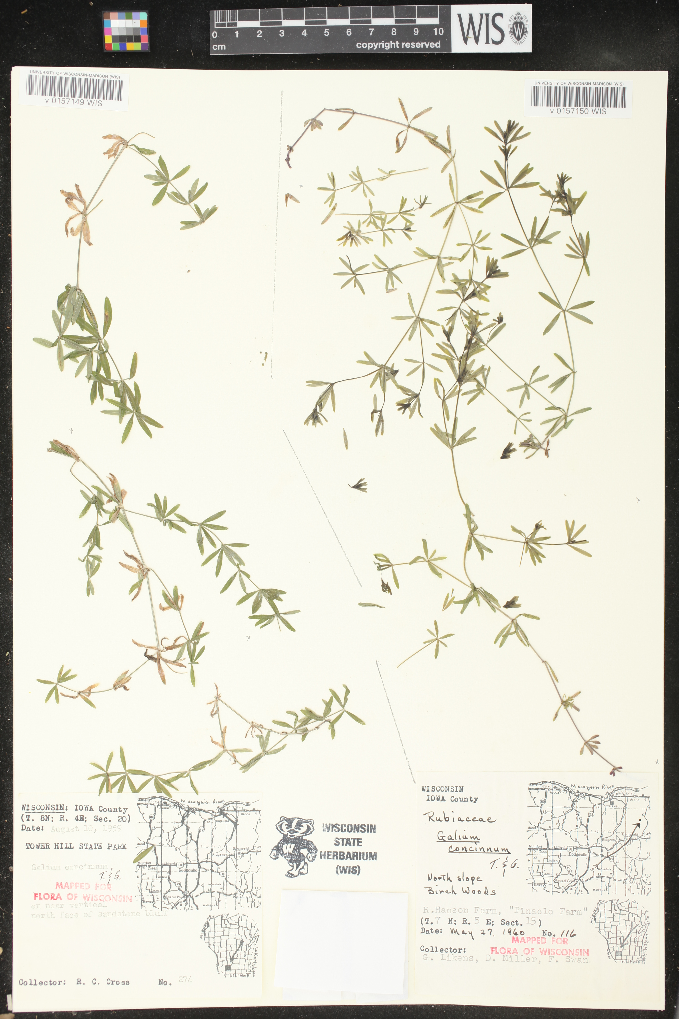 Galium concinnum image