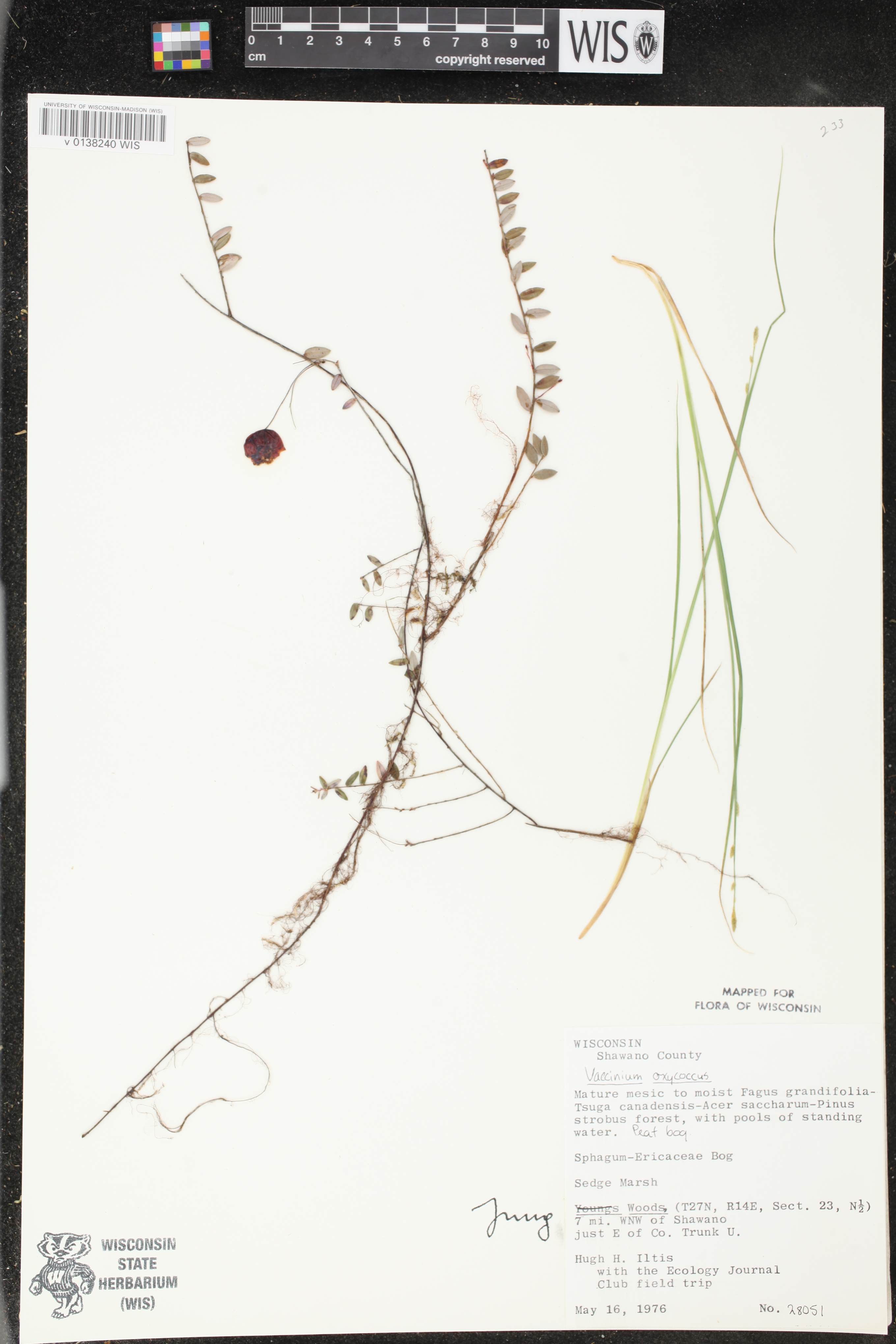 Vaccinium oxycoccos image