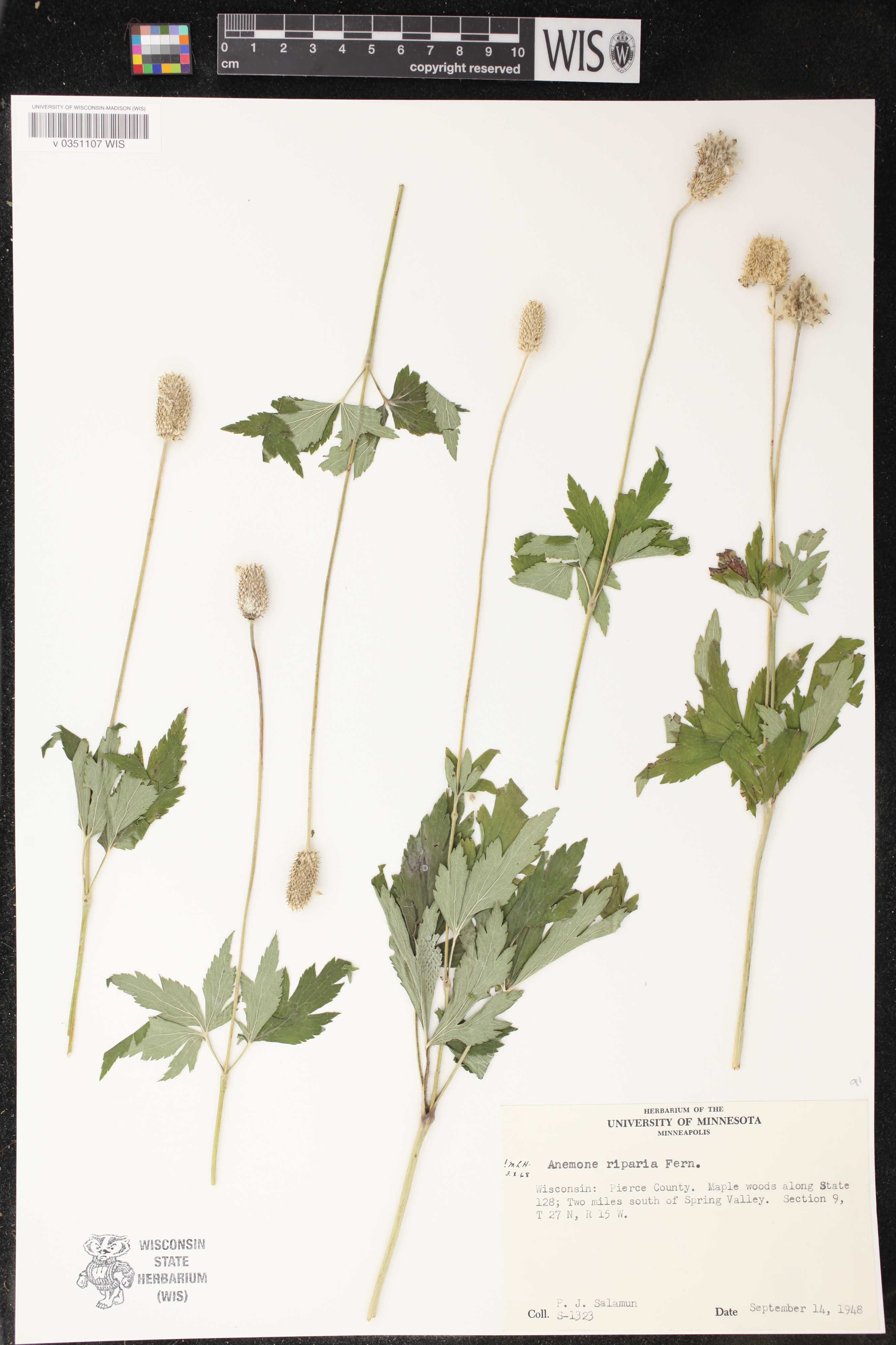 Anemone virginiana var. alba image