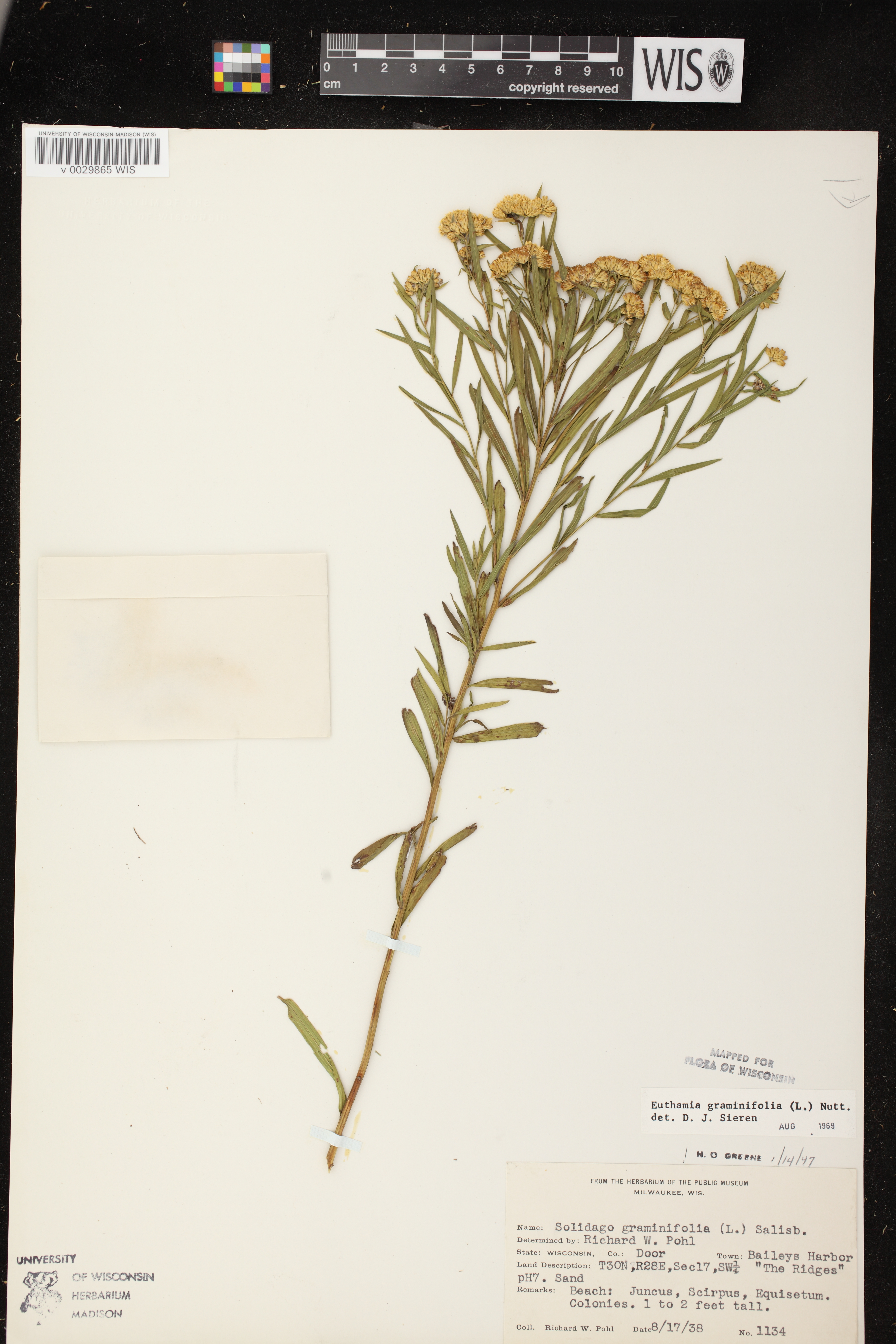 Euthamia graminifolia var. graminifolia image