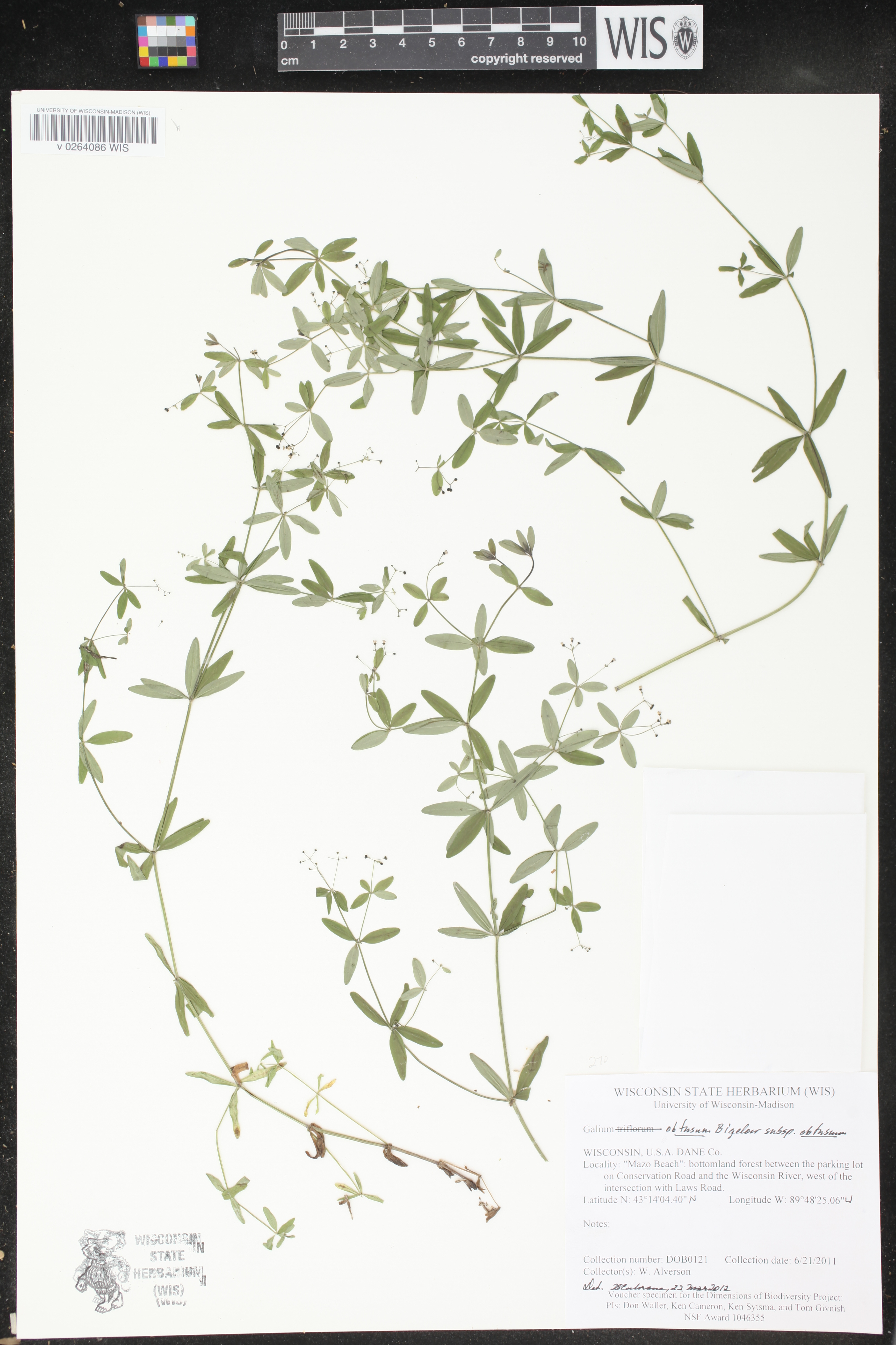 Galium obtusum subsp. obtusum image
