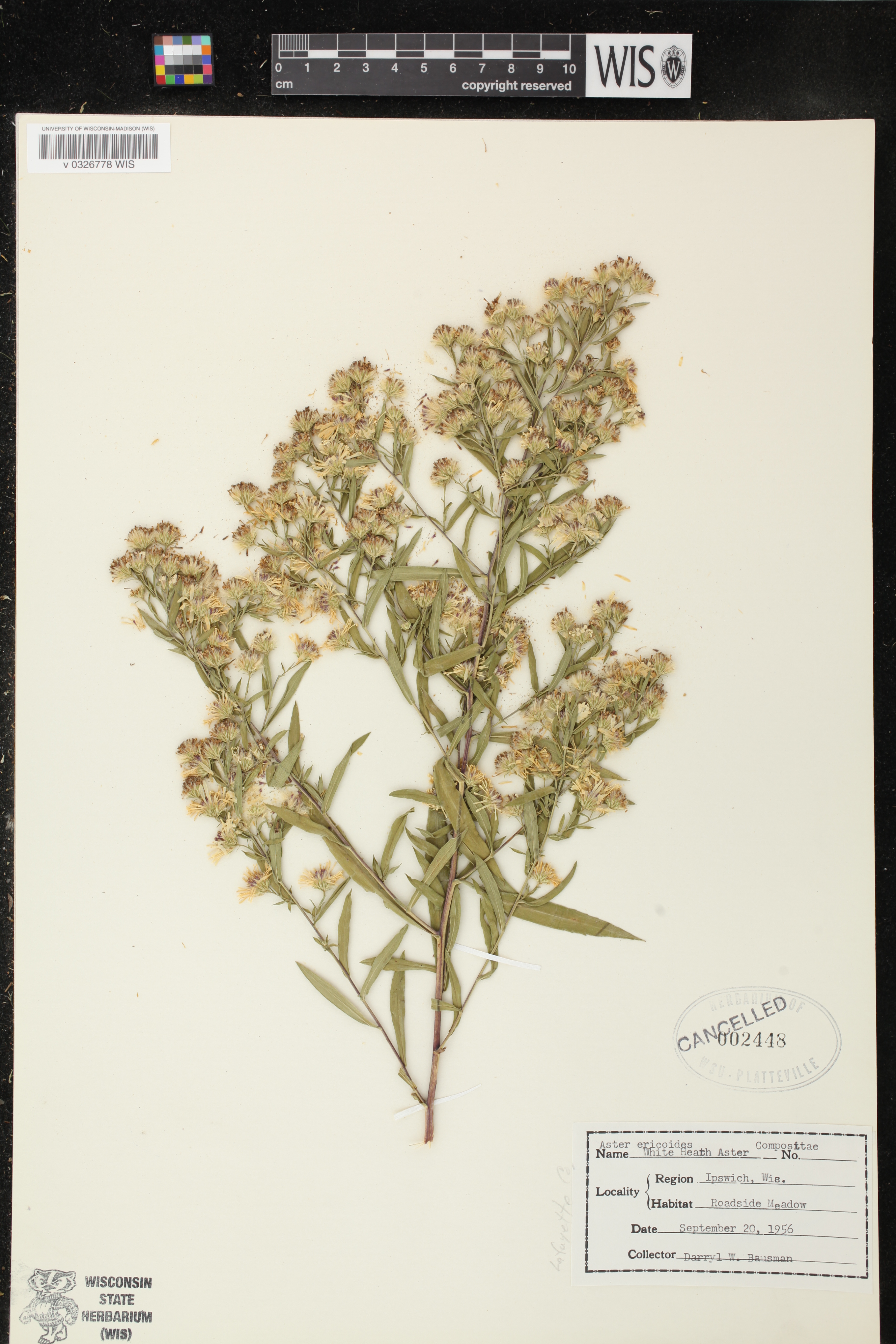 Symphyotrichum ericoides image