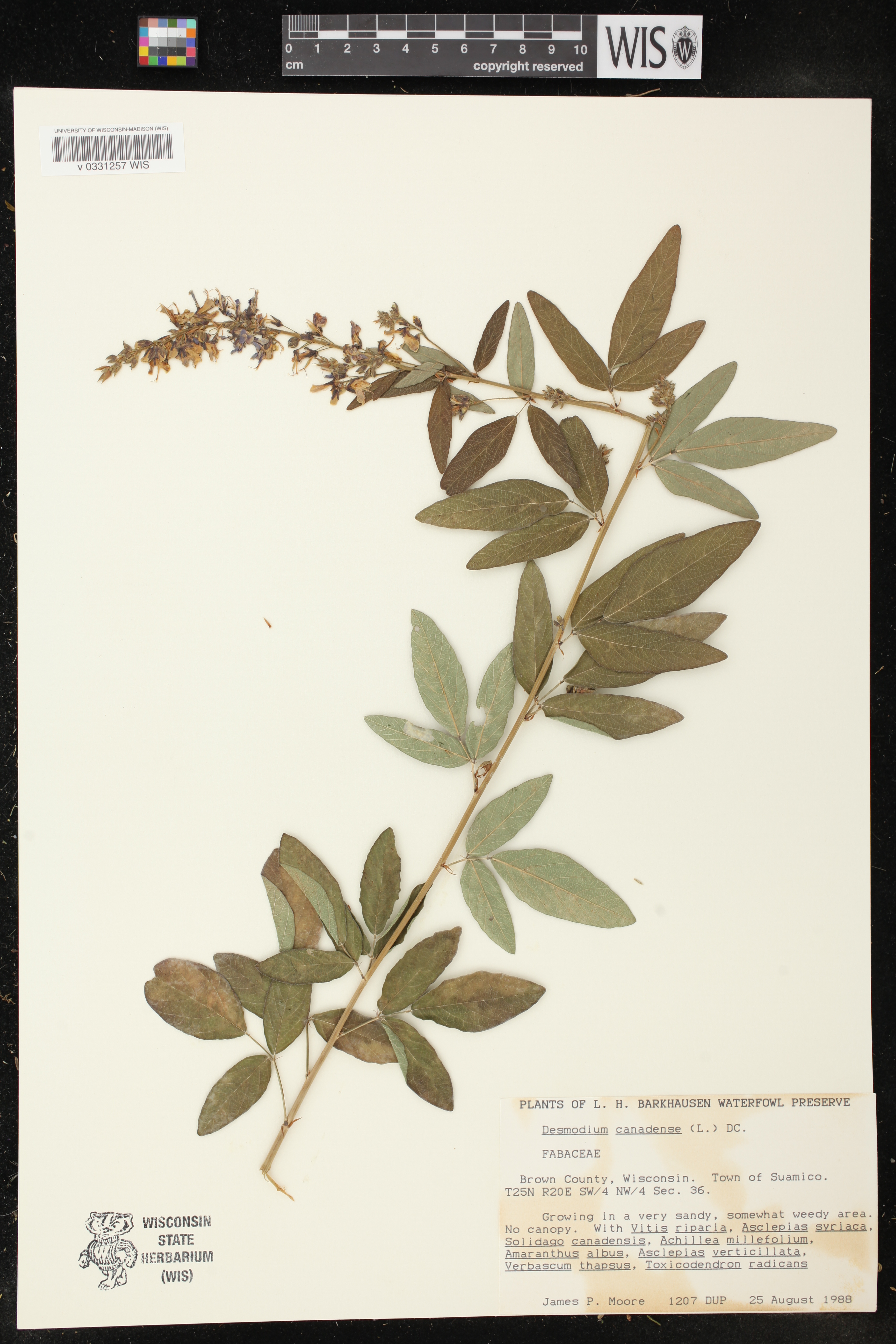 Desmodium canadense image