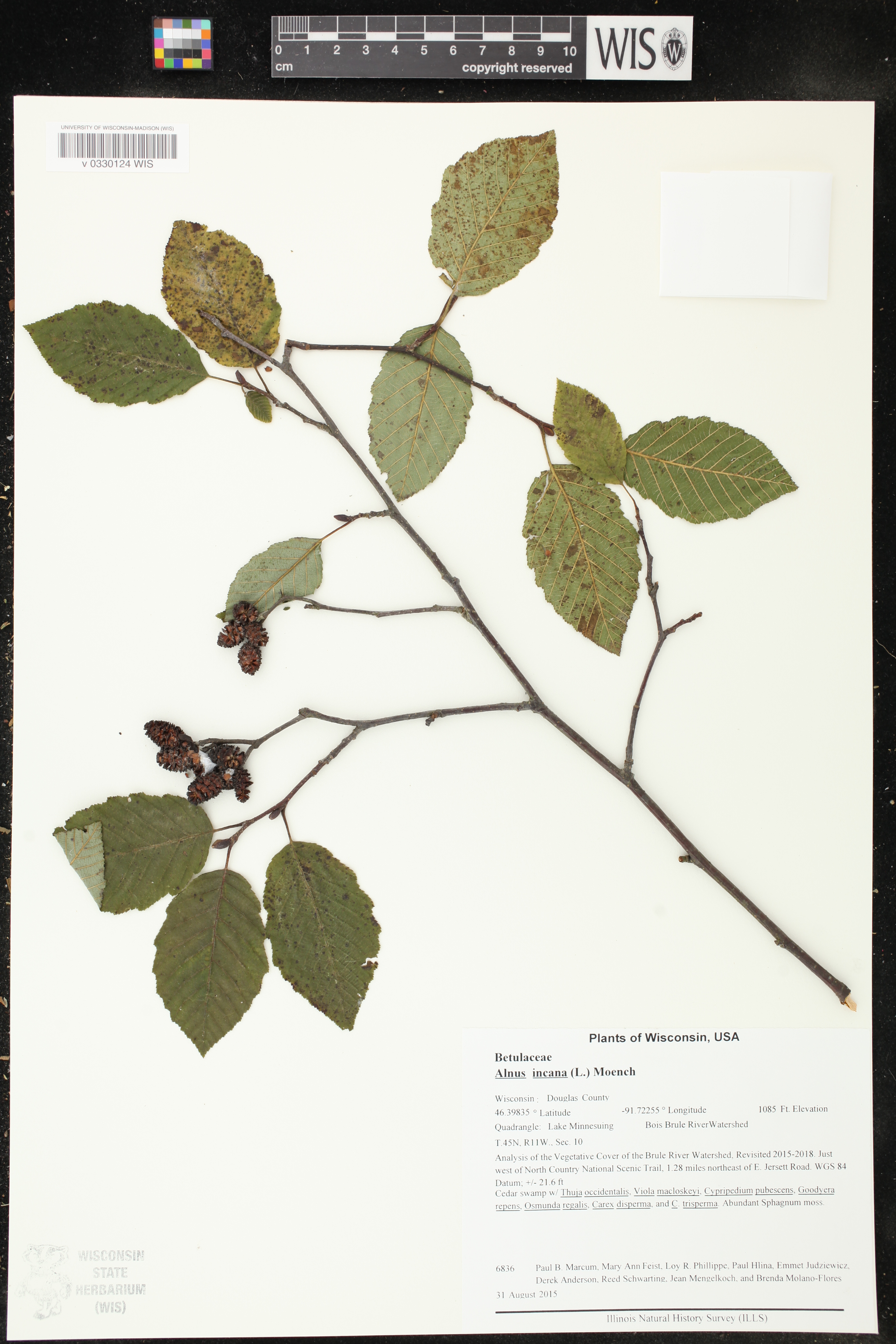 Alnus incana image