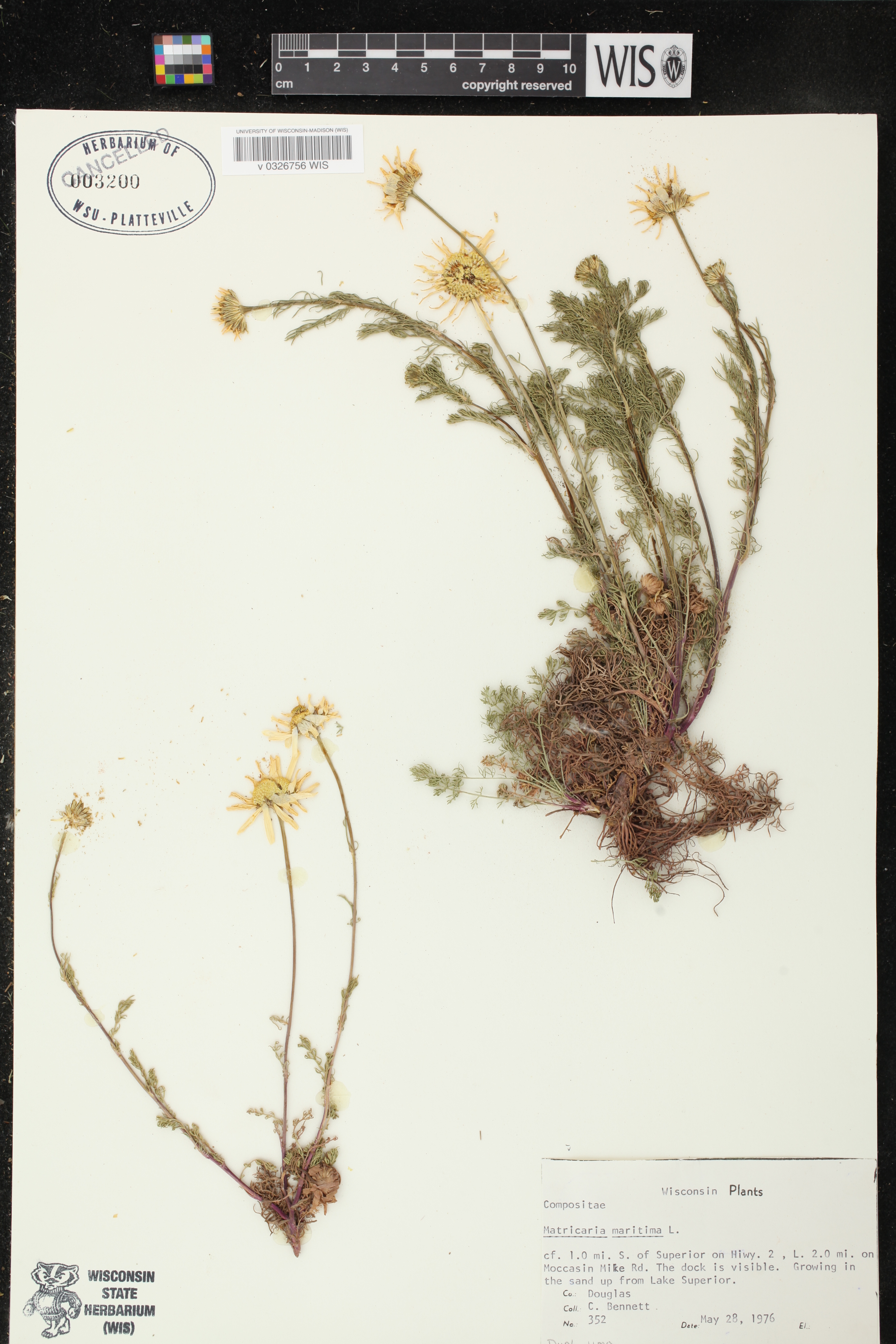 Matricaria maritima image