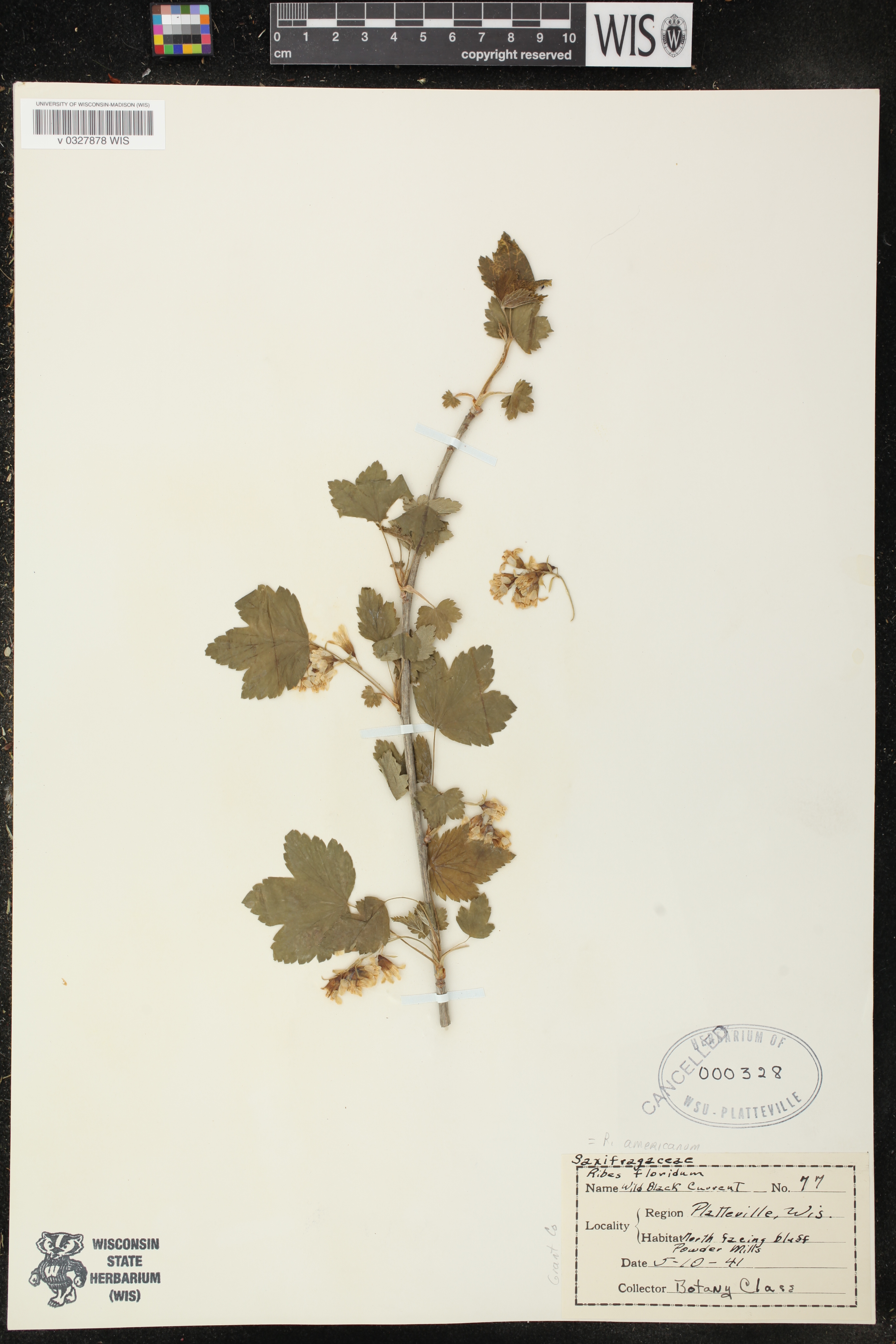 Ribes americanum image