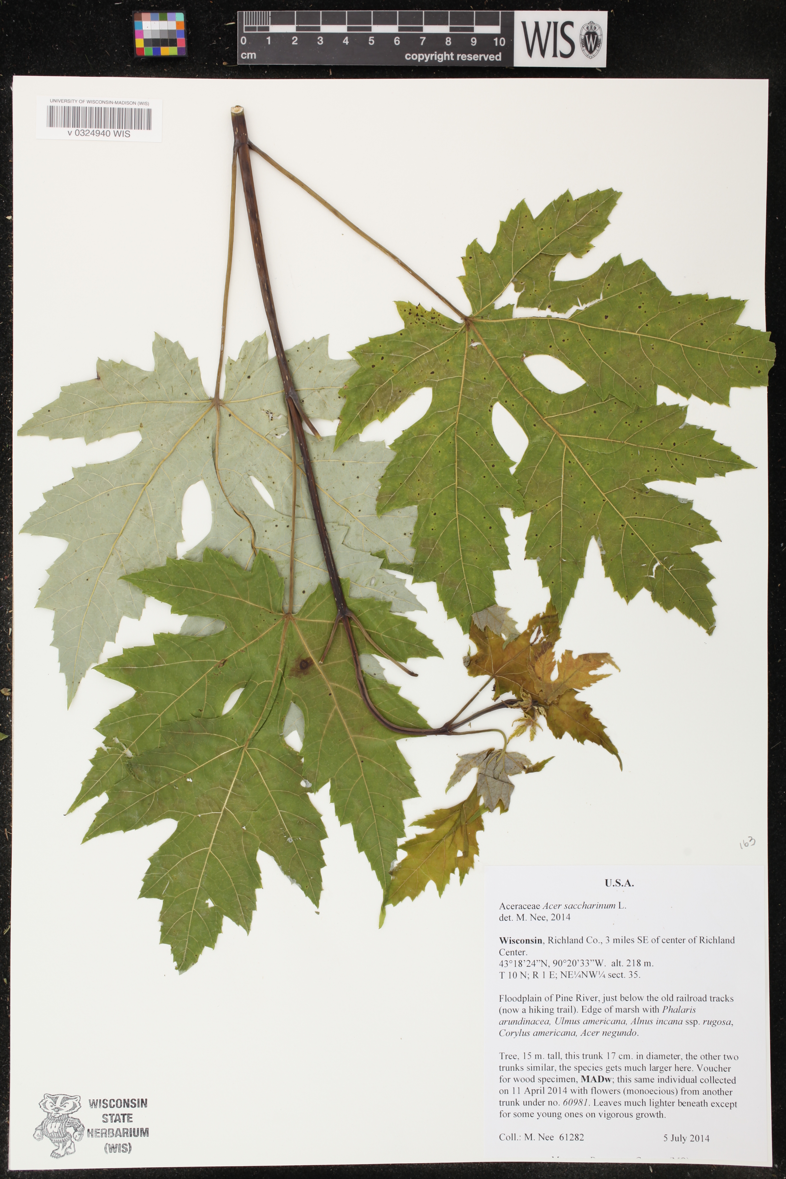 Acer saccharinum image