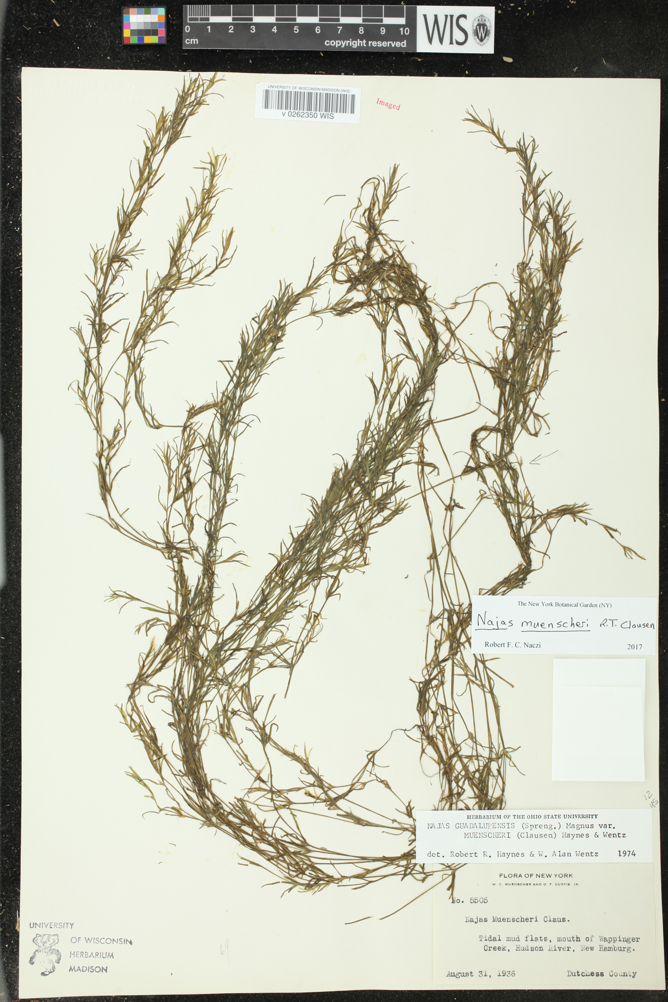 Najas muenscheri image