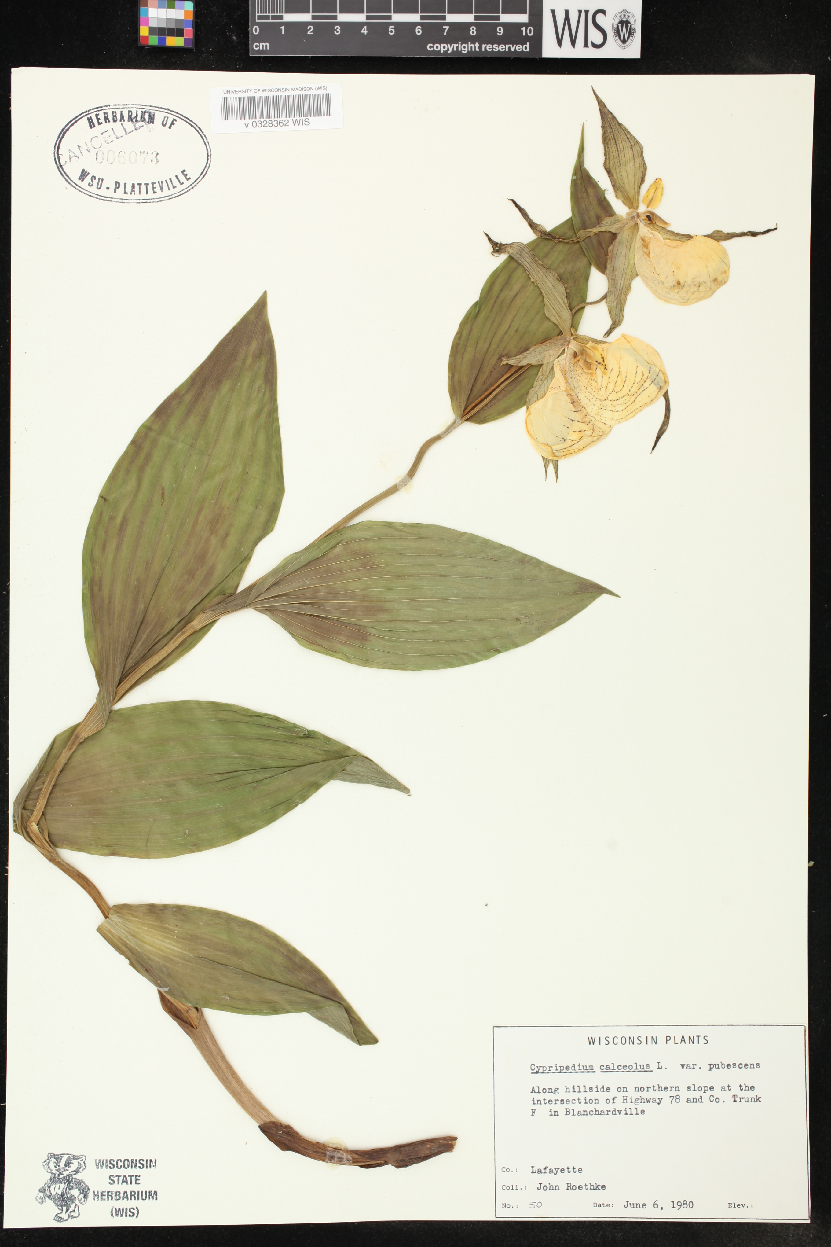 Cypripedium parviflorum var. pubescens image