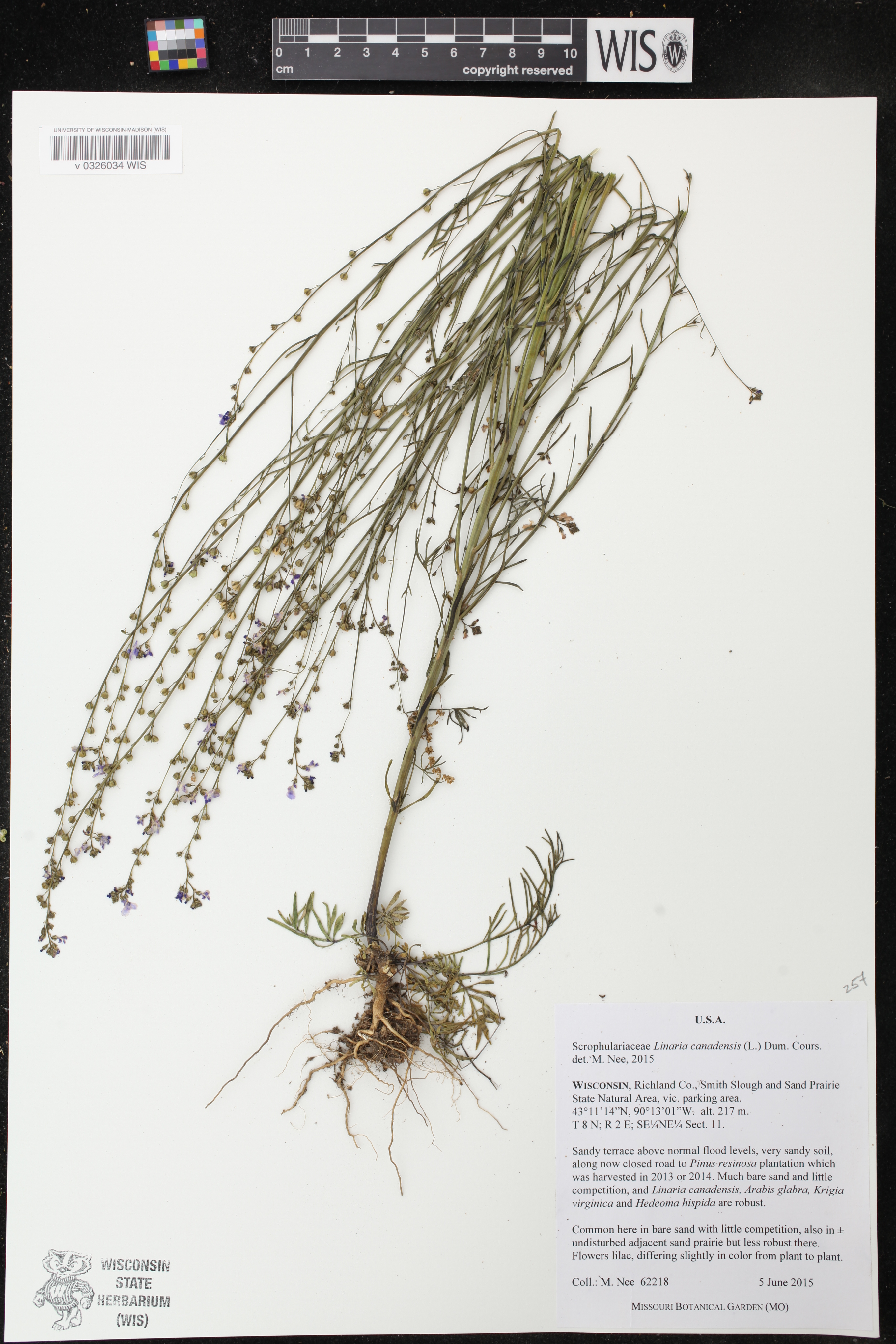 Nuttallanthus canadensis image