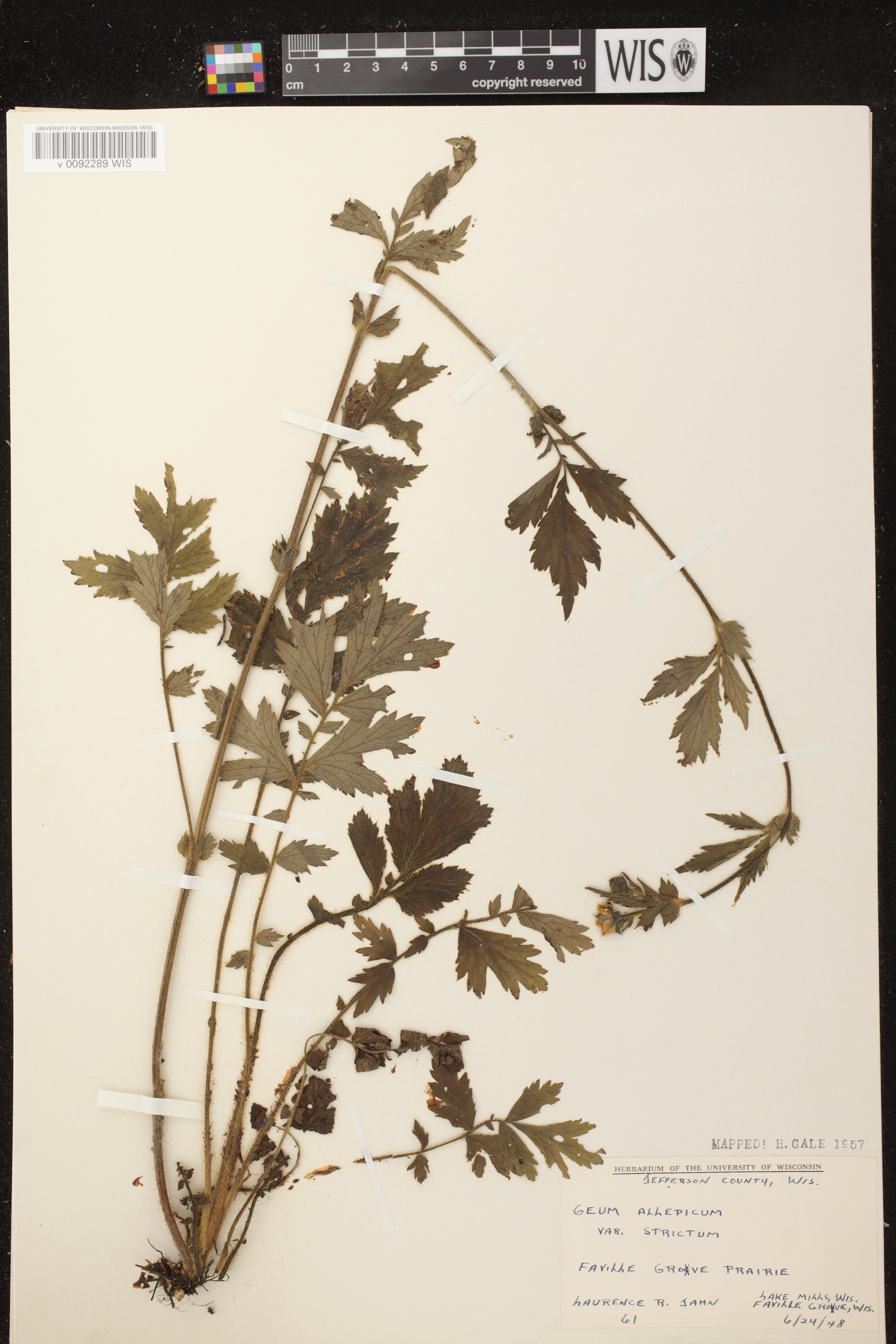 Geum aleppicum image