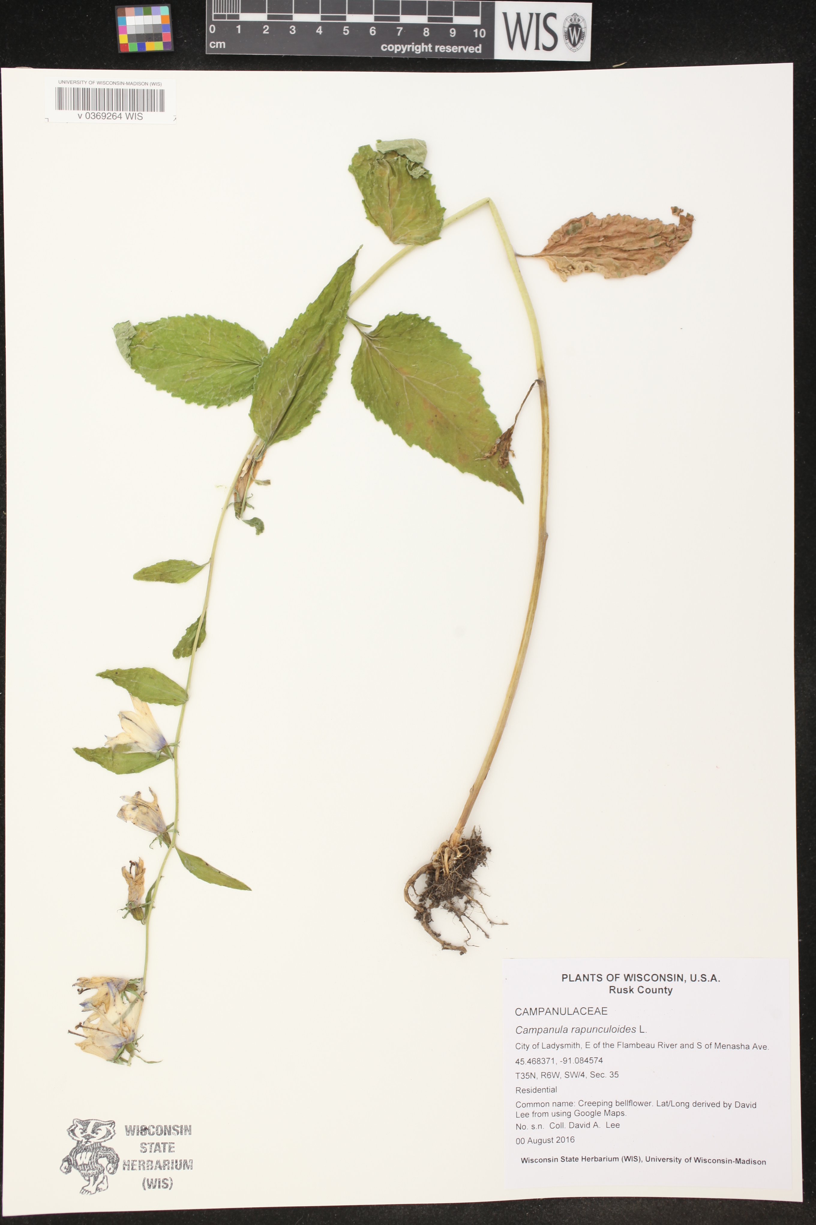 Campanula rapunculoides image