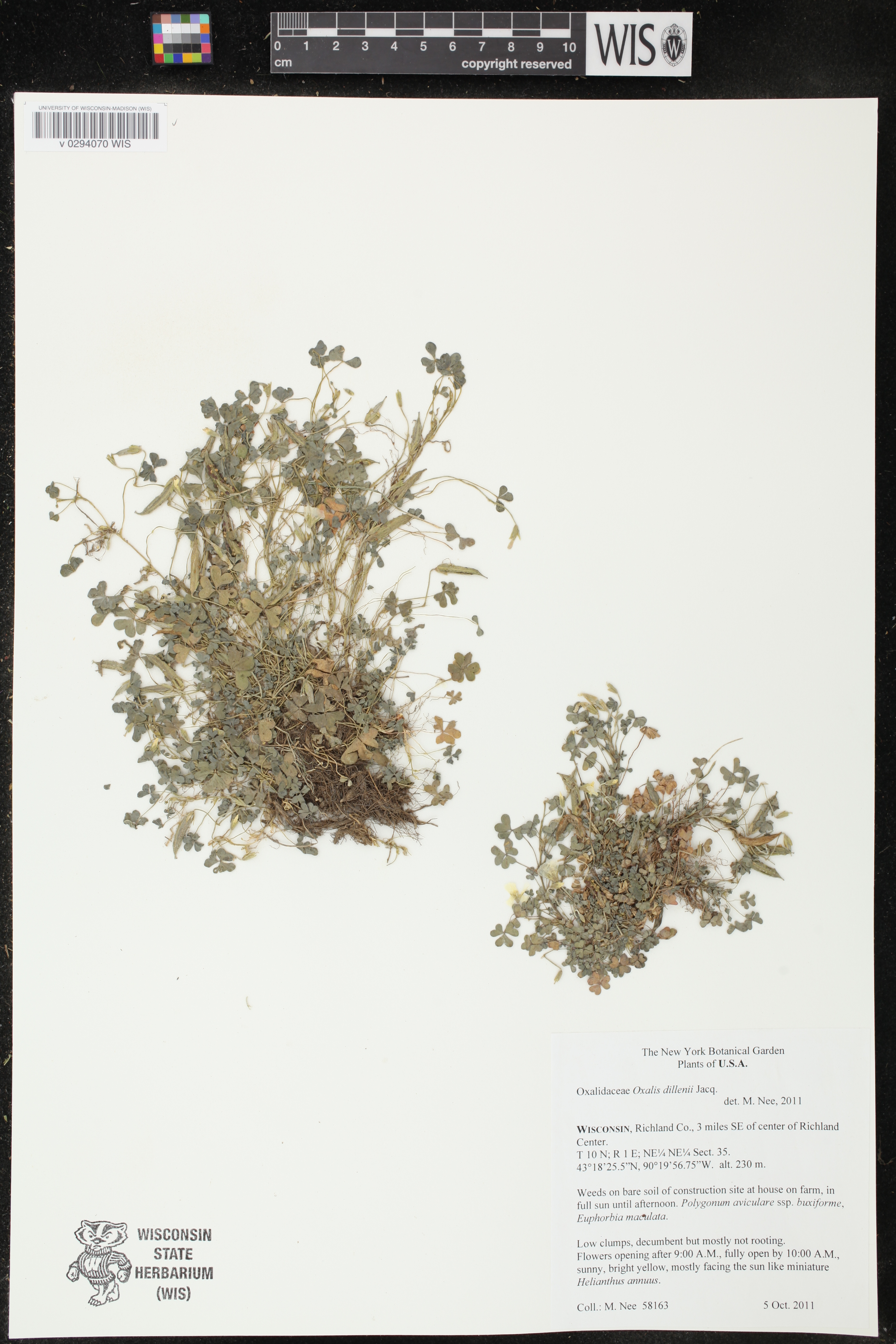 Oxalis dillenii image