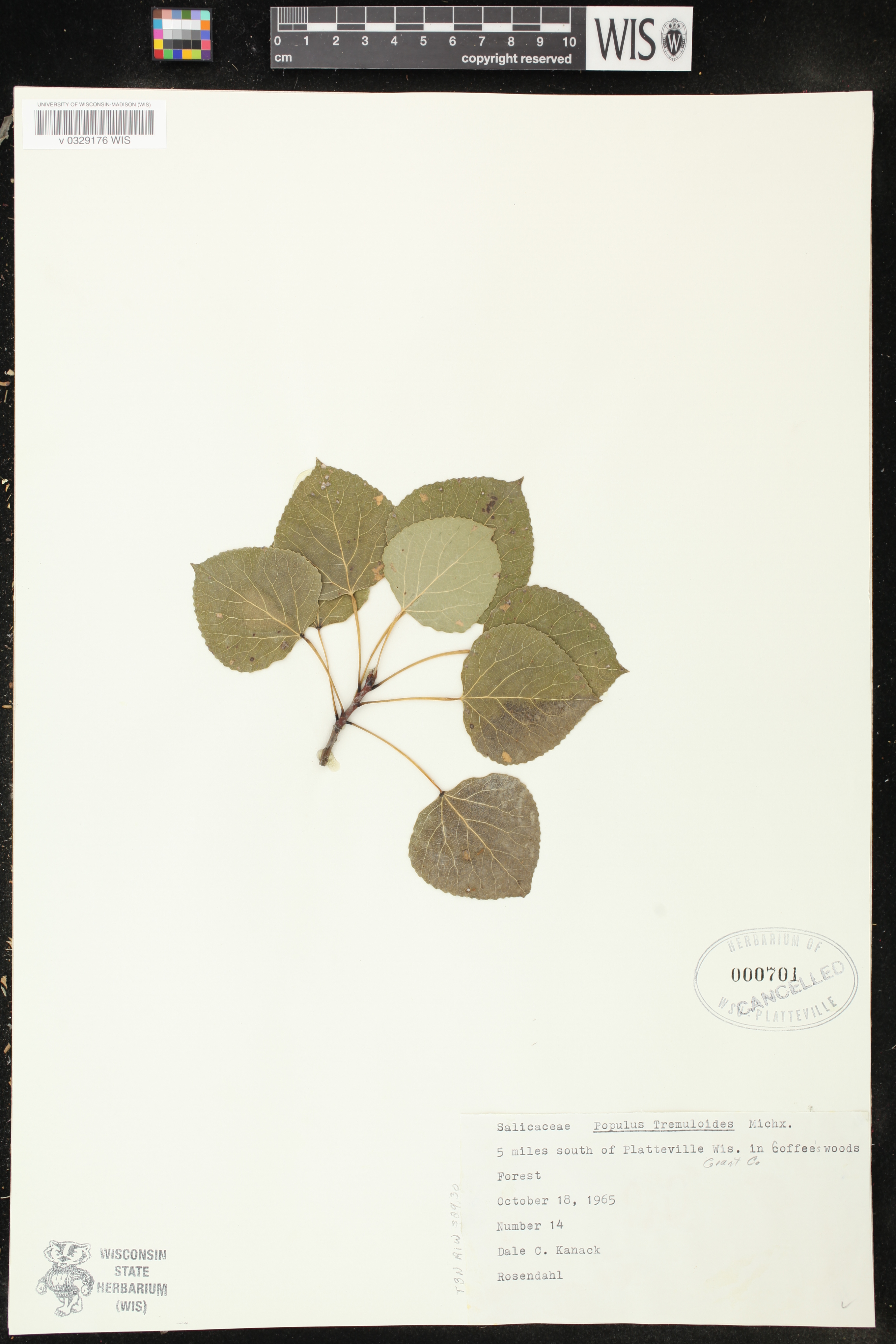 Populus tremuloides image