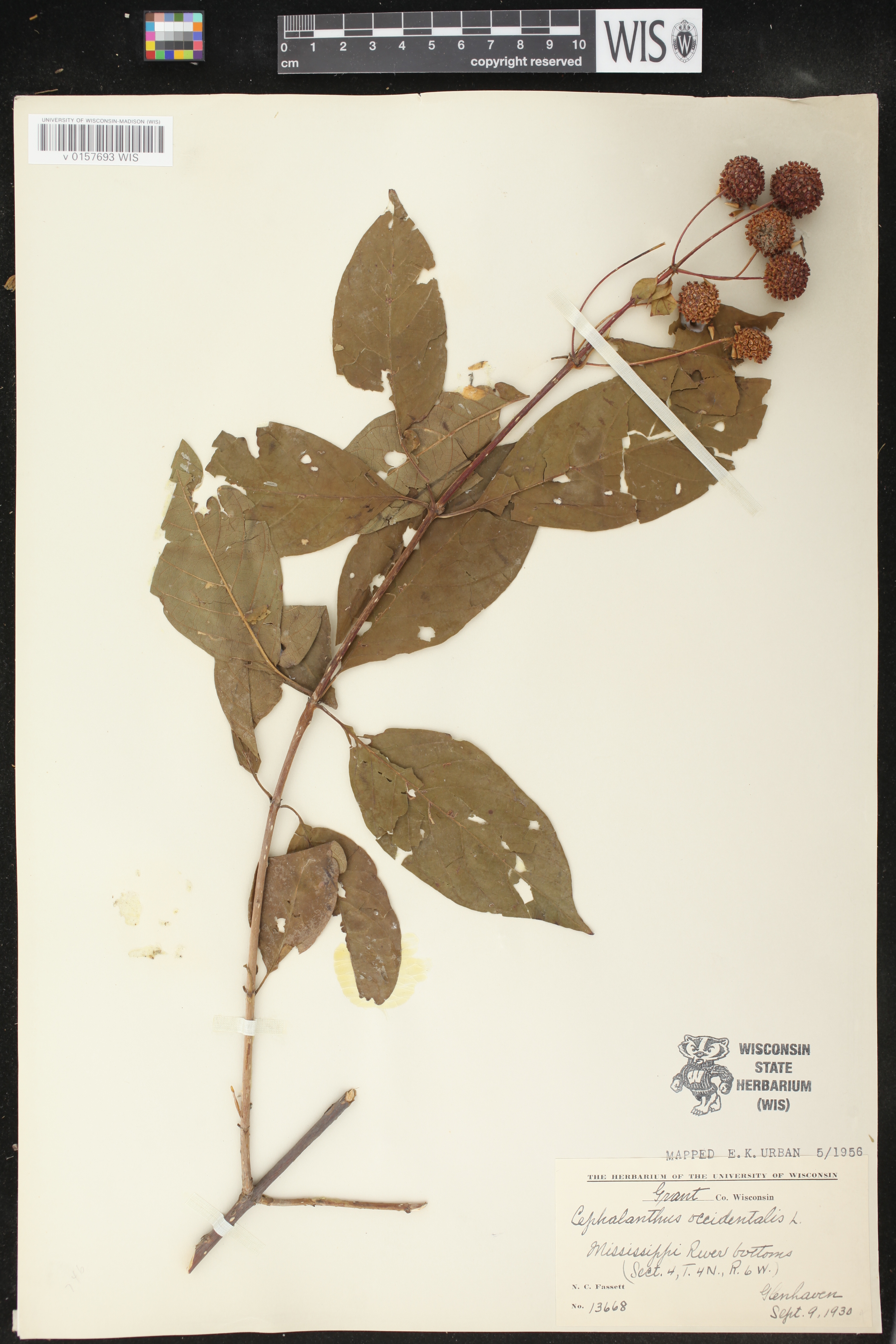 Cephalanthus occidentalis image