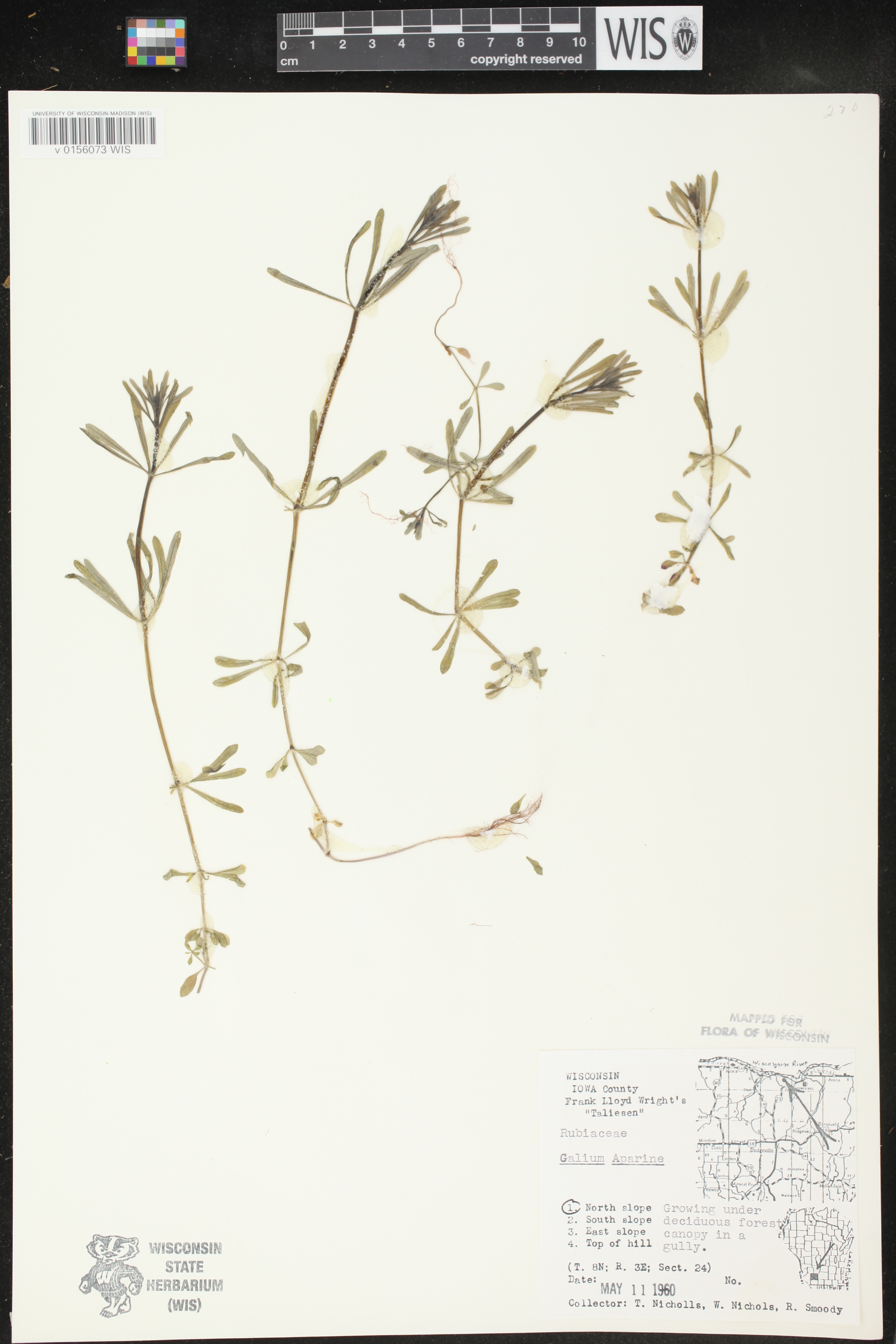 Galium aparine image