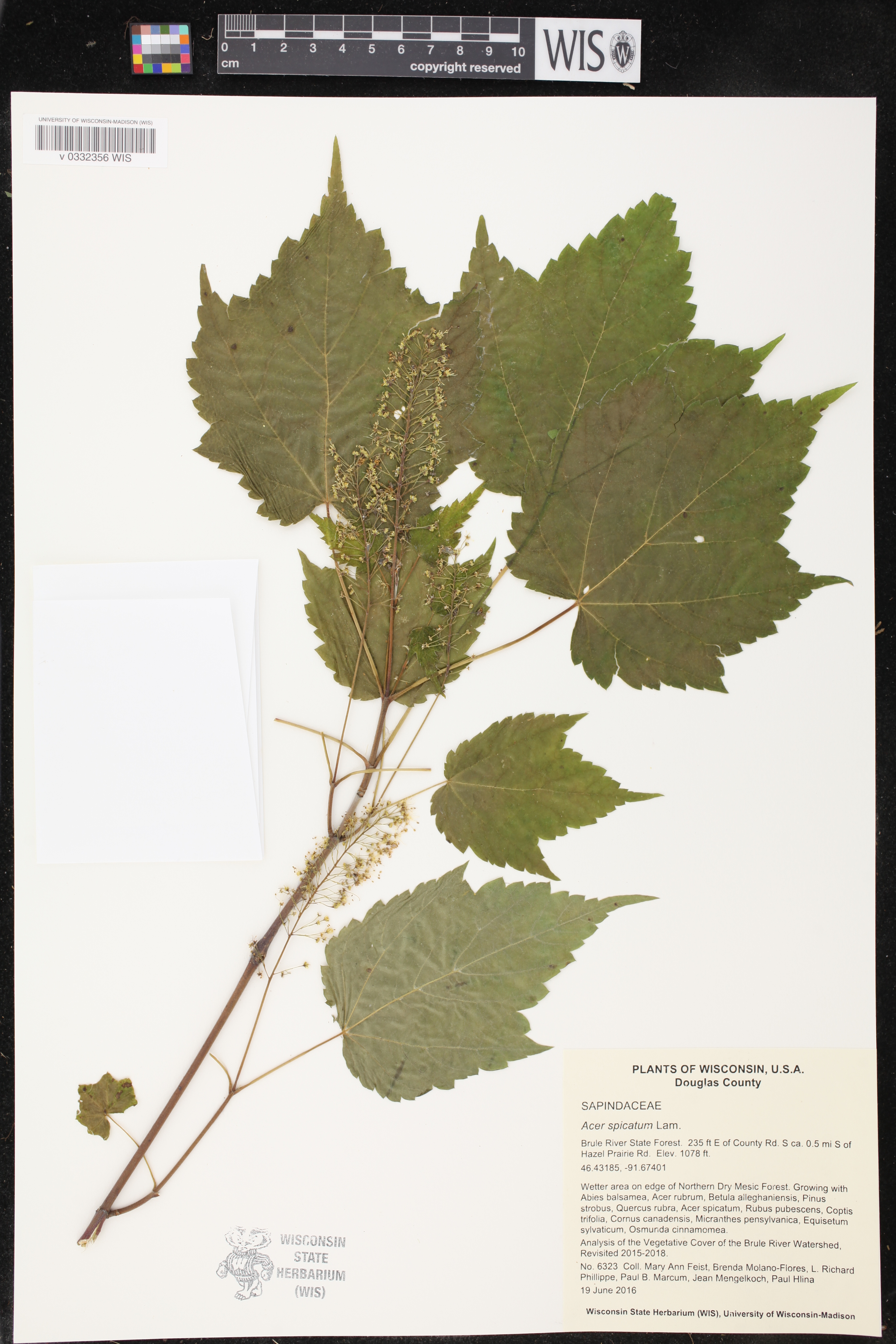 Acer spicatum image