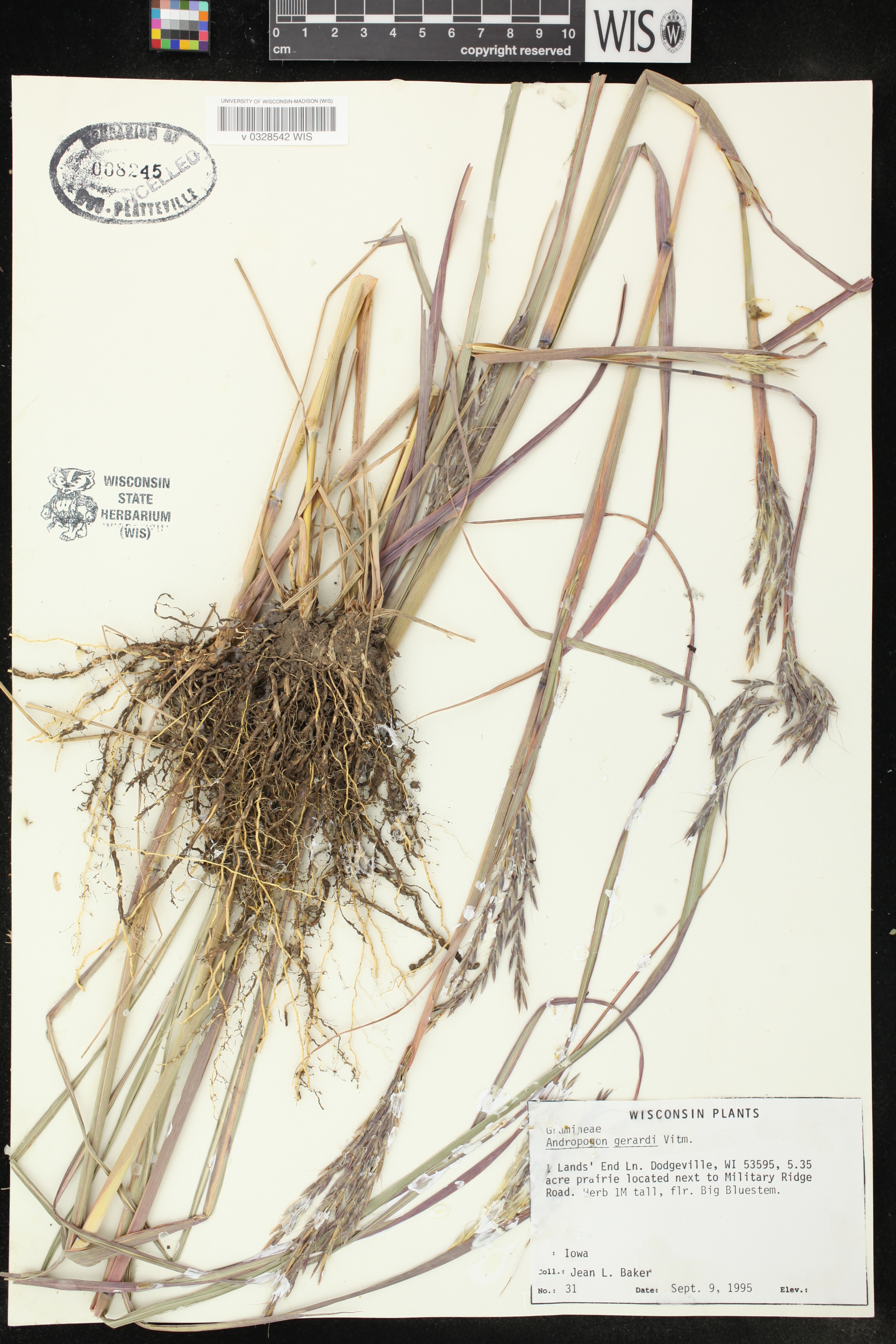 Andropogon gerardii image