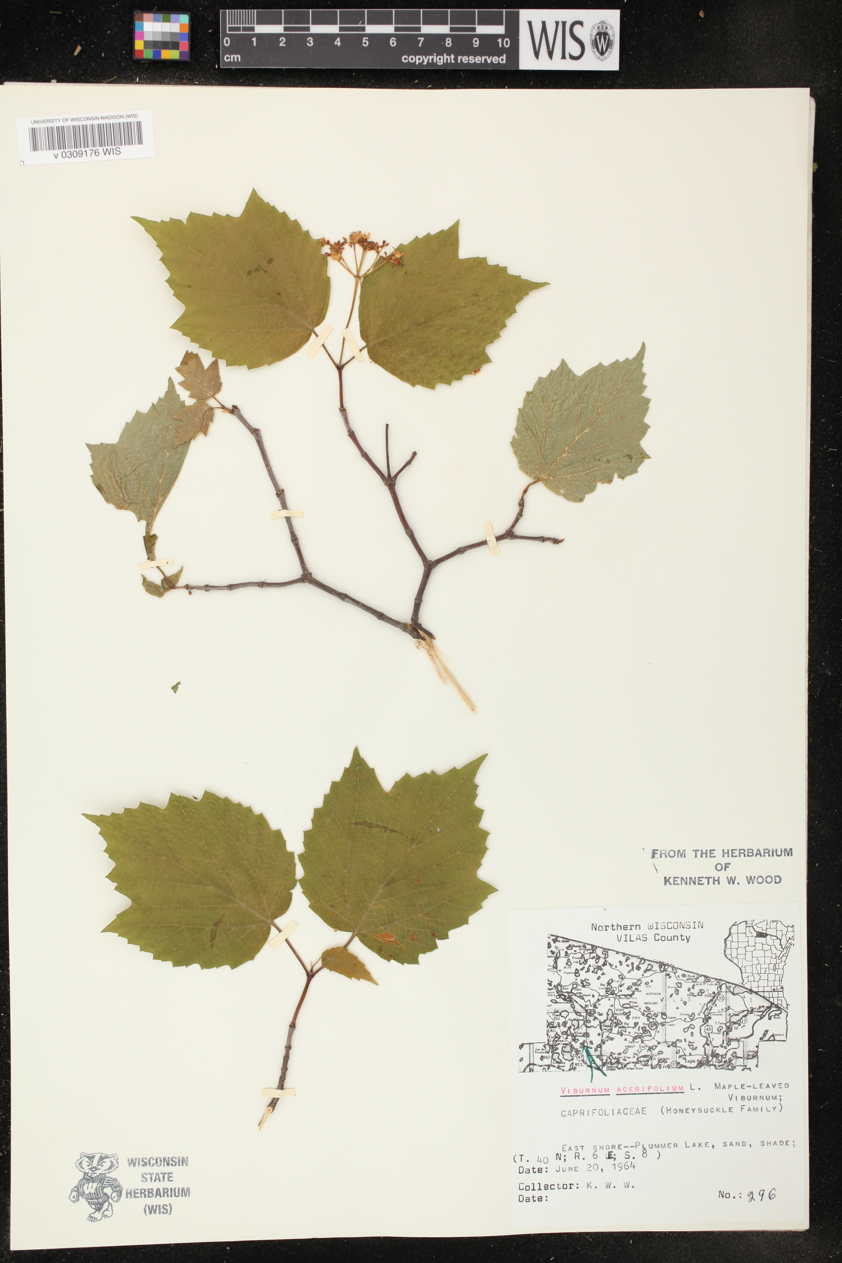 Viburnum acerifolium image