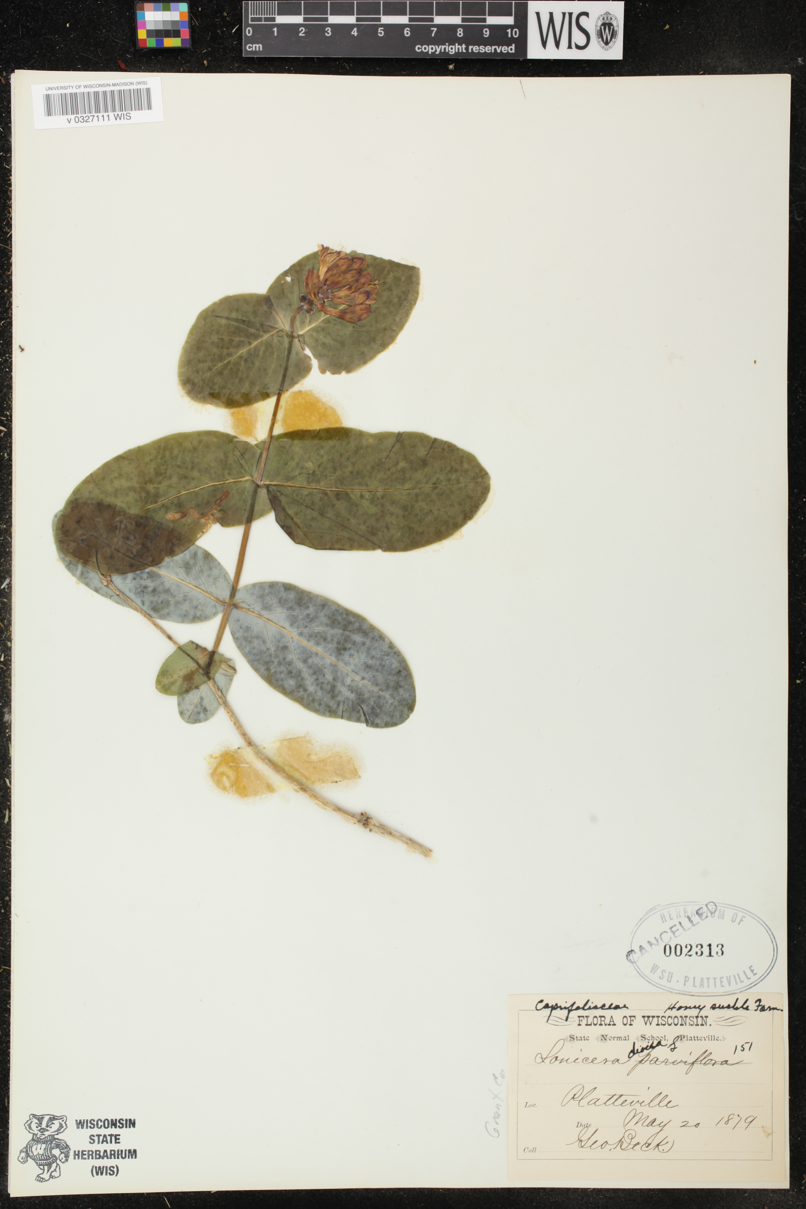 Lonicera dioica image