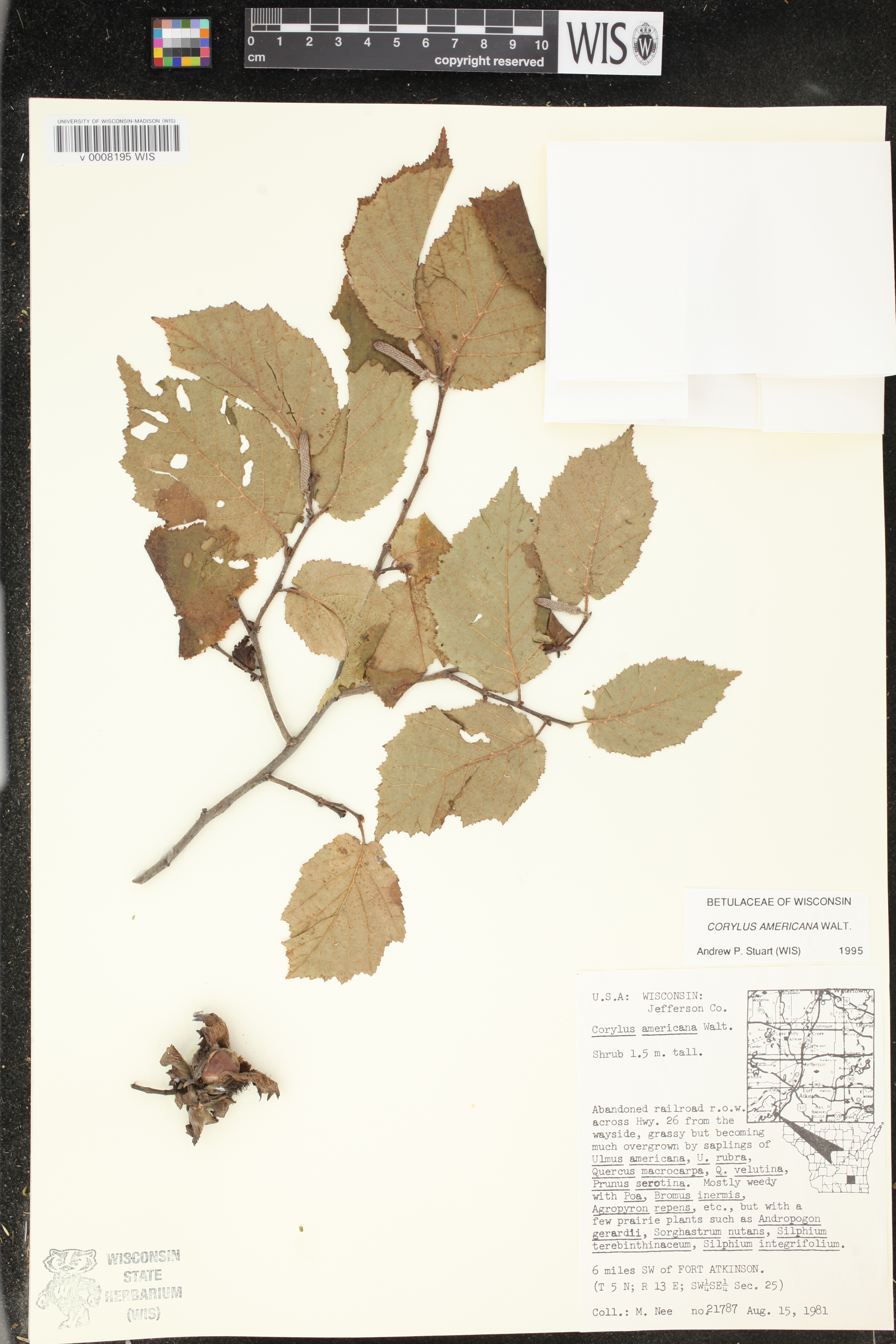 Corylus americana image