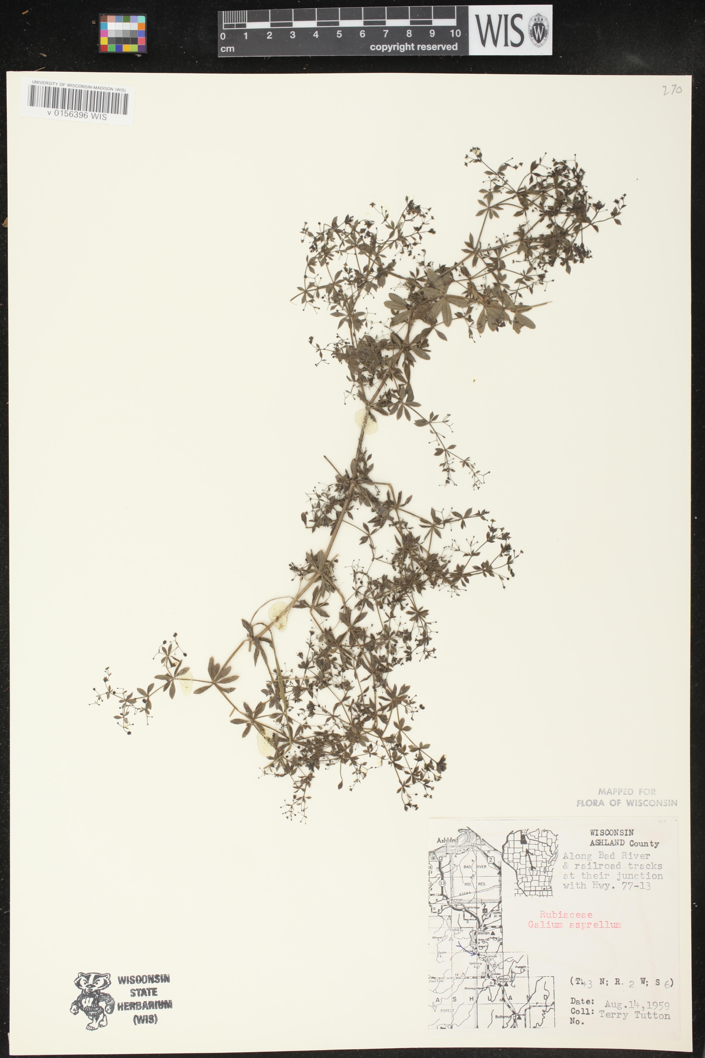 Galium asprellum image