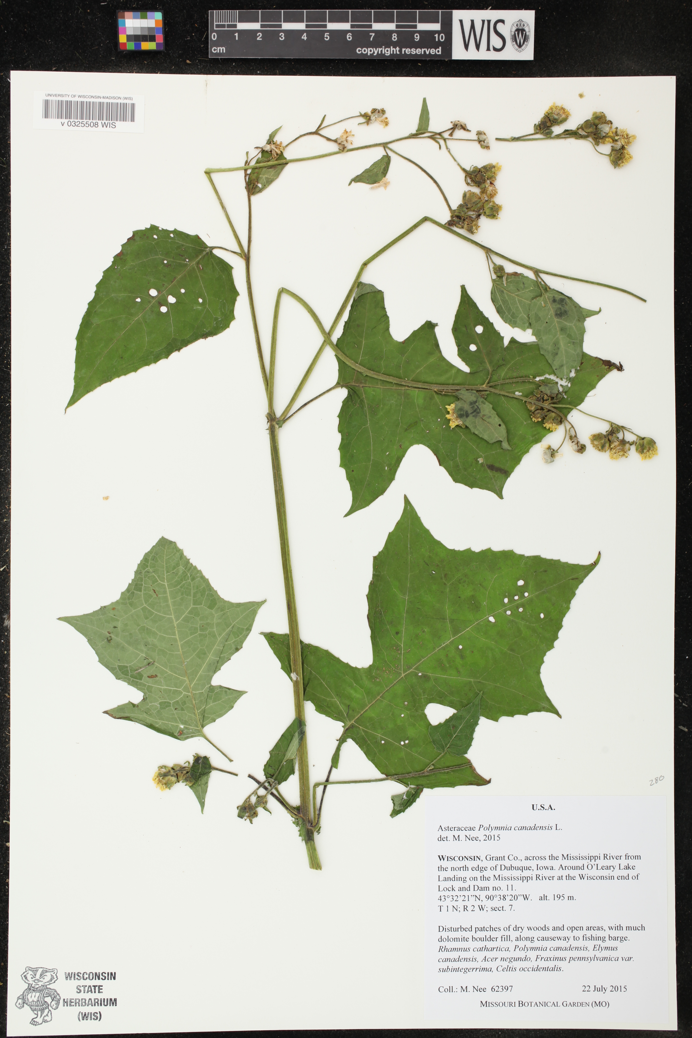 Polymnia canadensis image