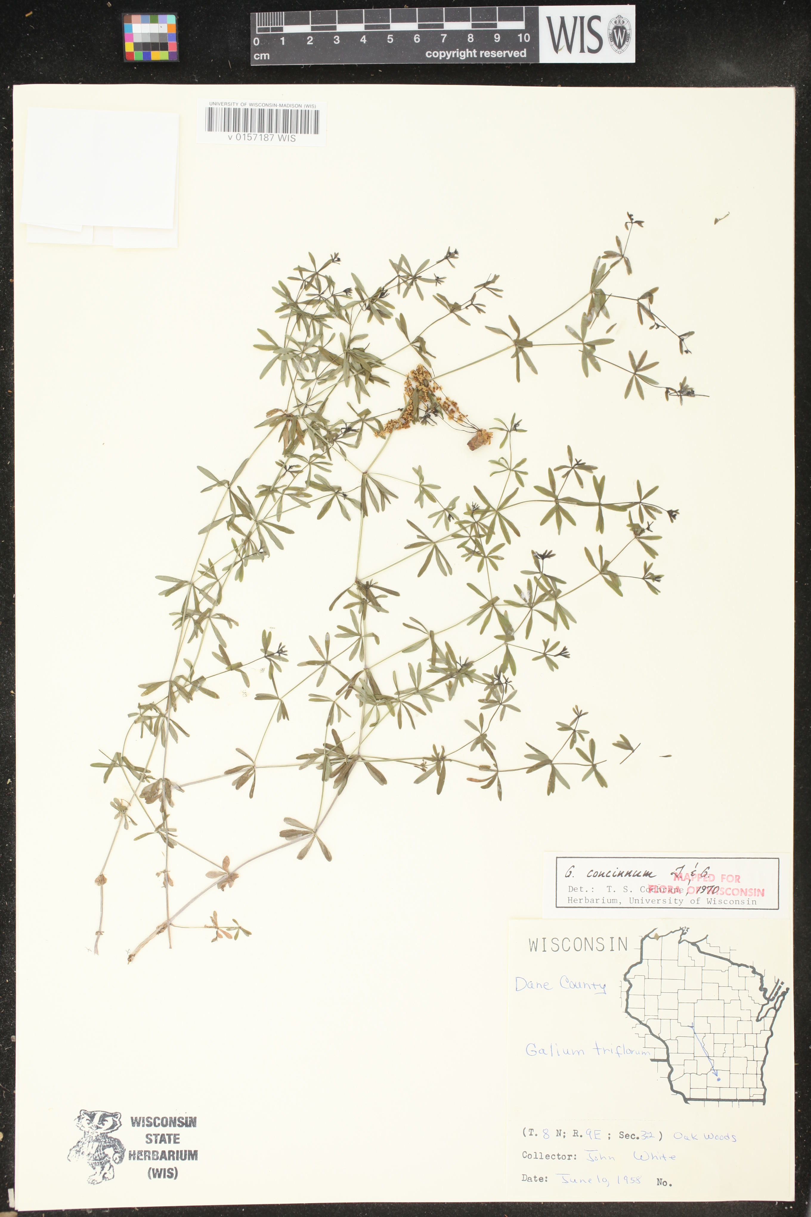 Galium concinnum image
